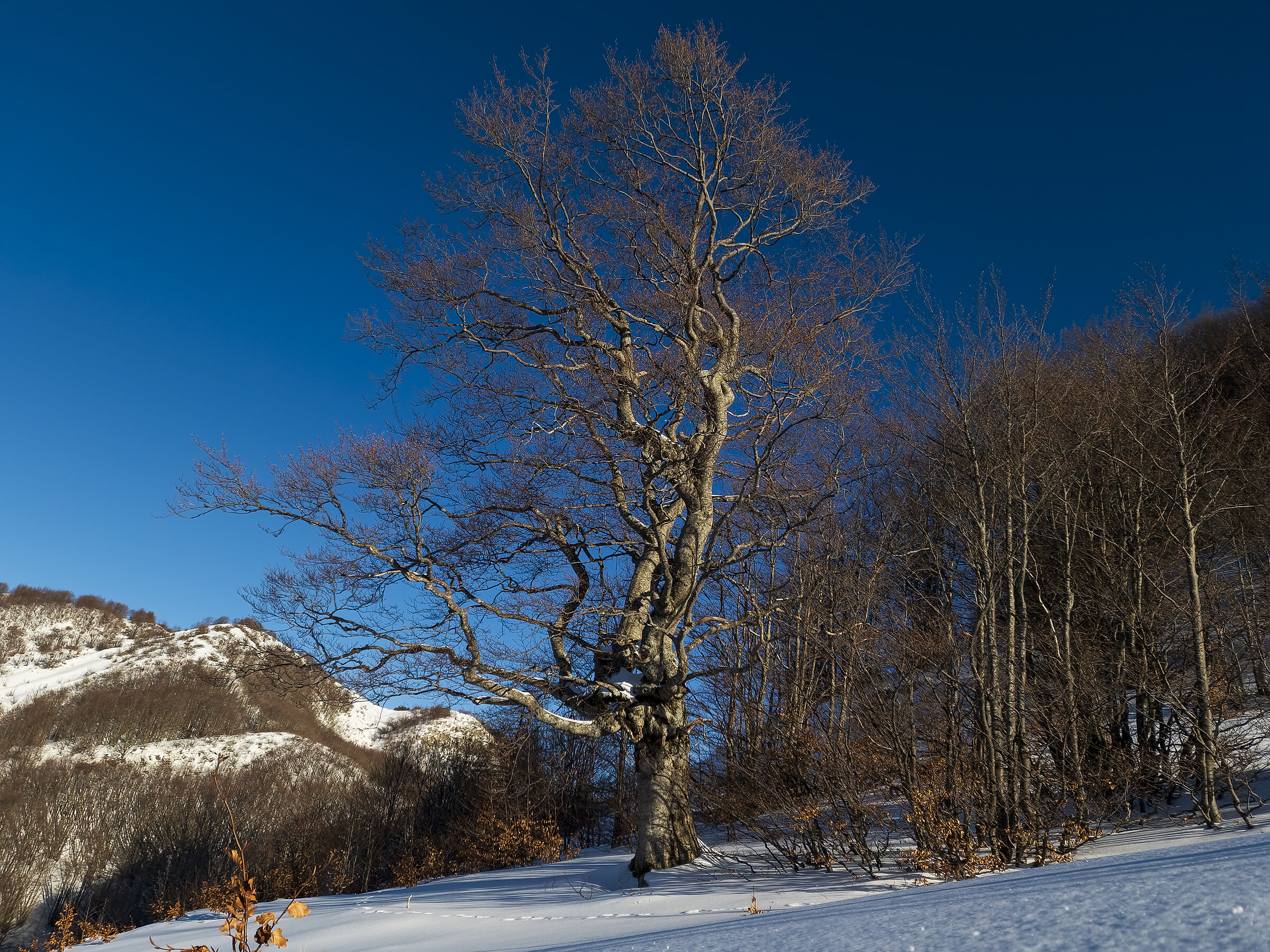 Beech at Lake Santo Modenese