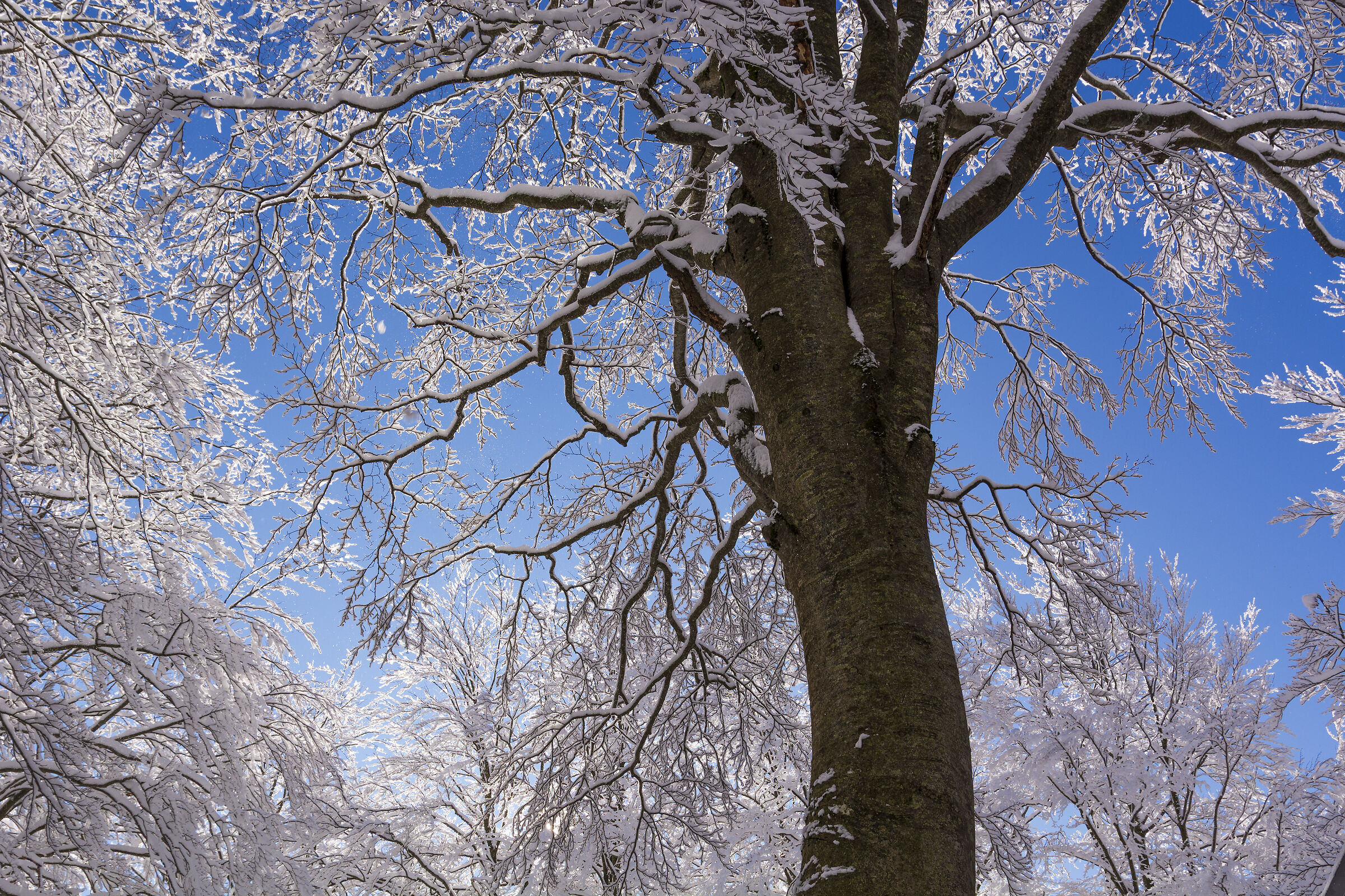 The snow of the day before