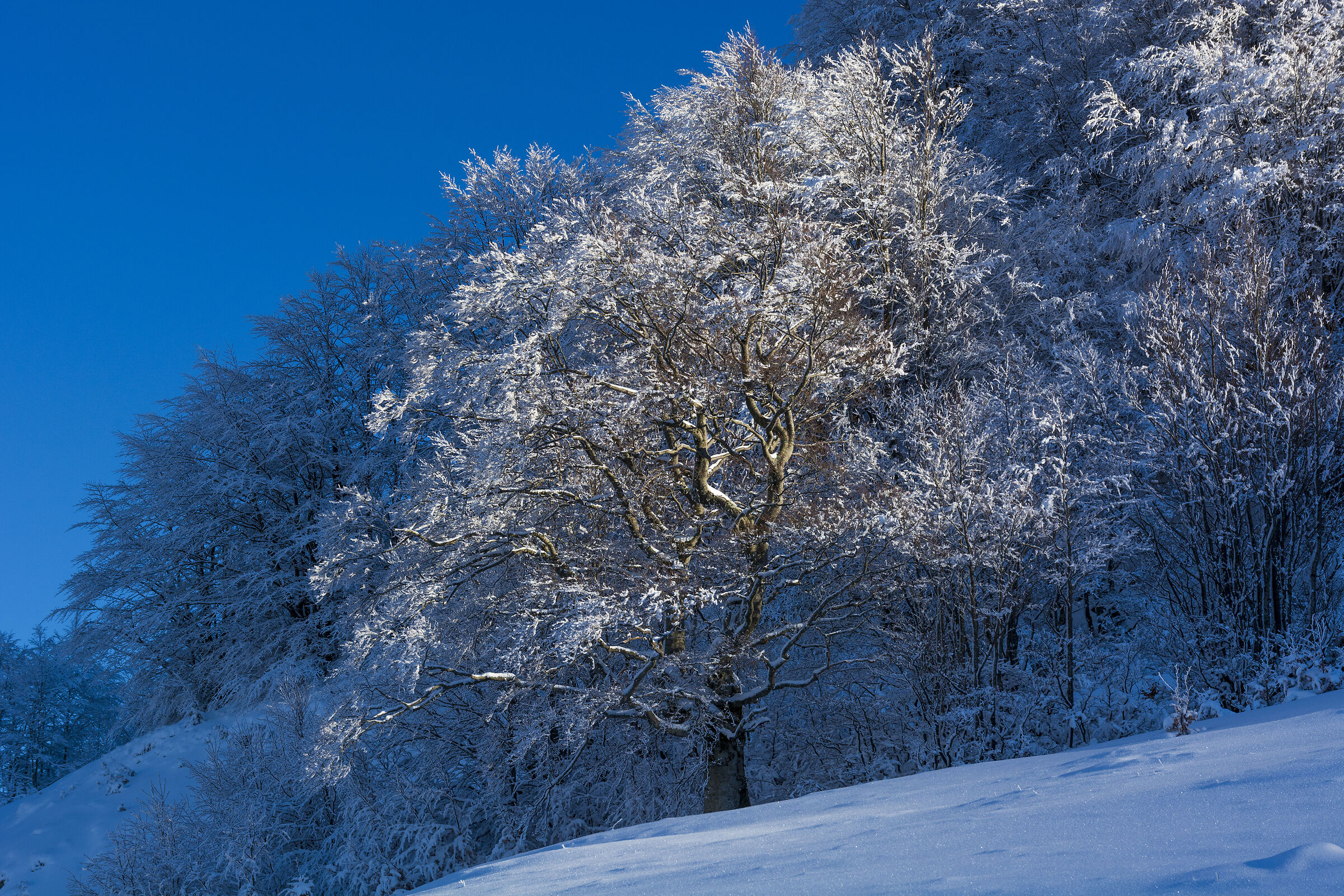 Snowy beech kissed by the setting sun