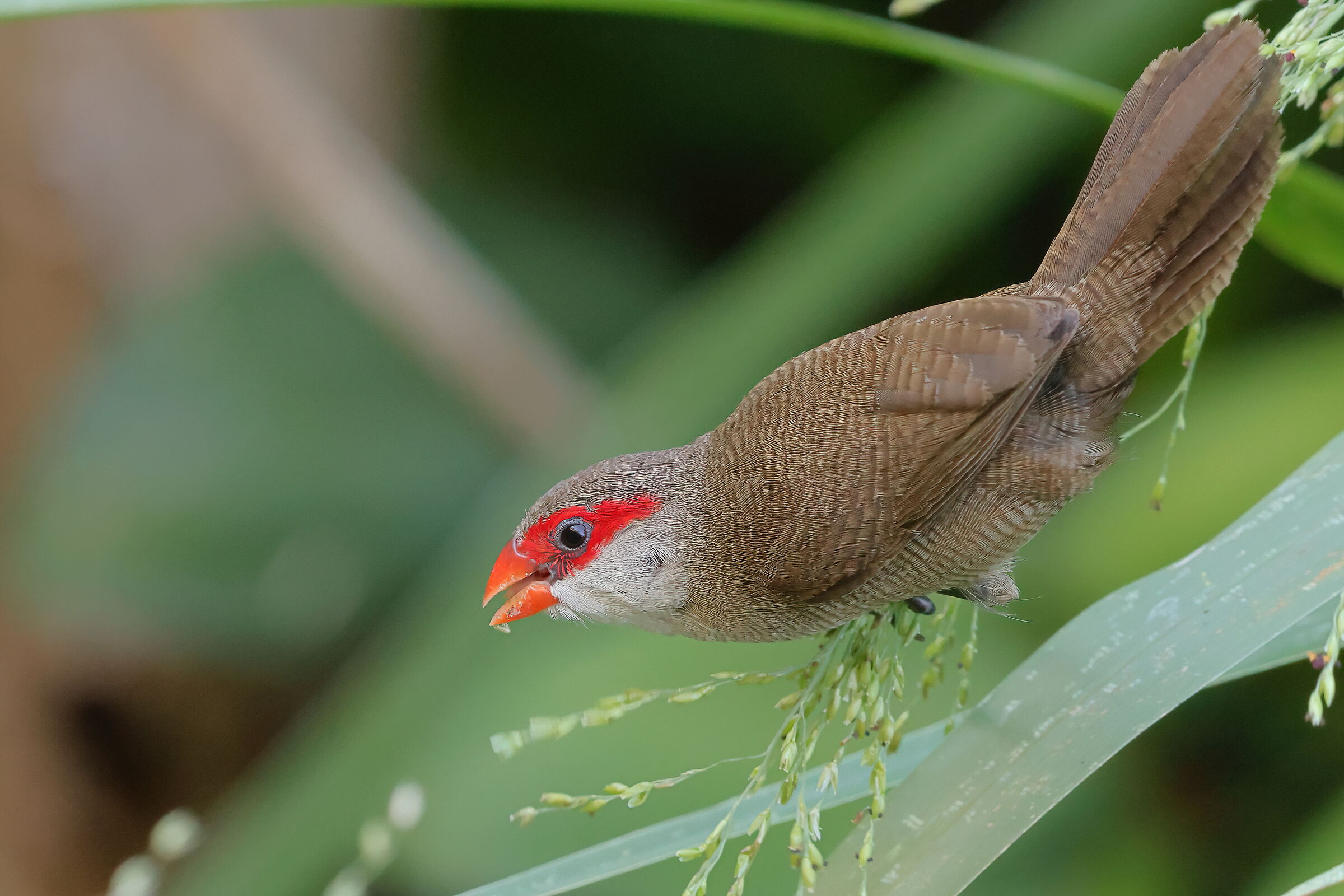 Astrilde di Sant'Elena