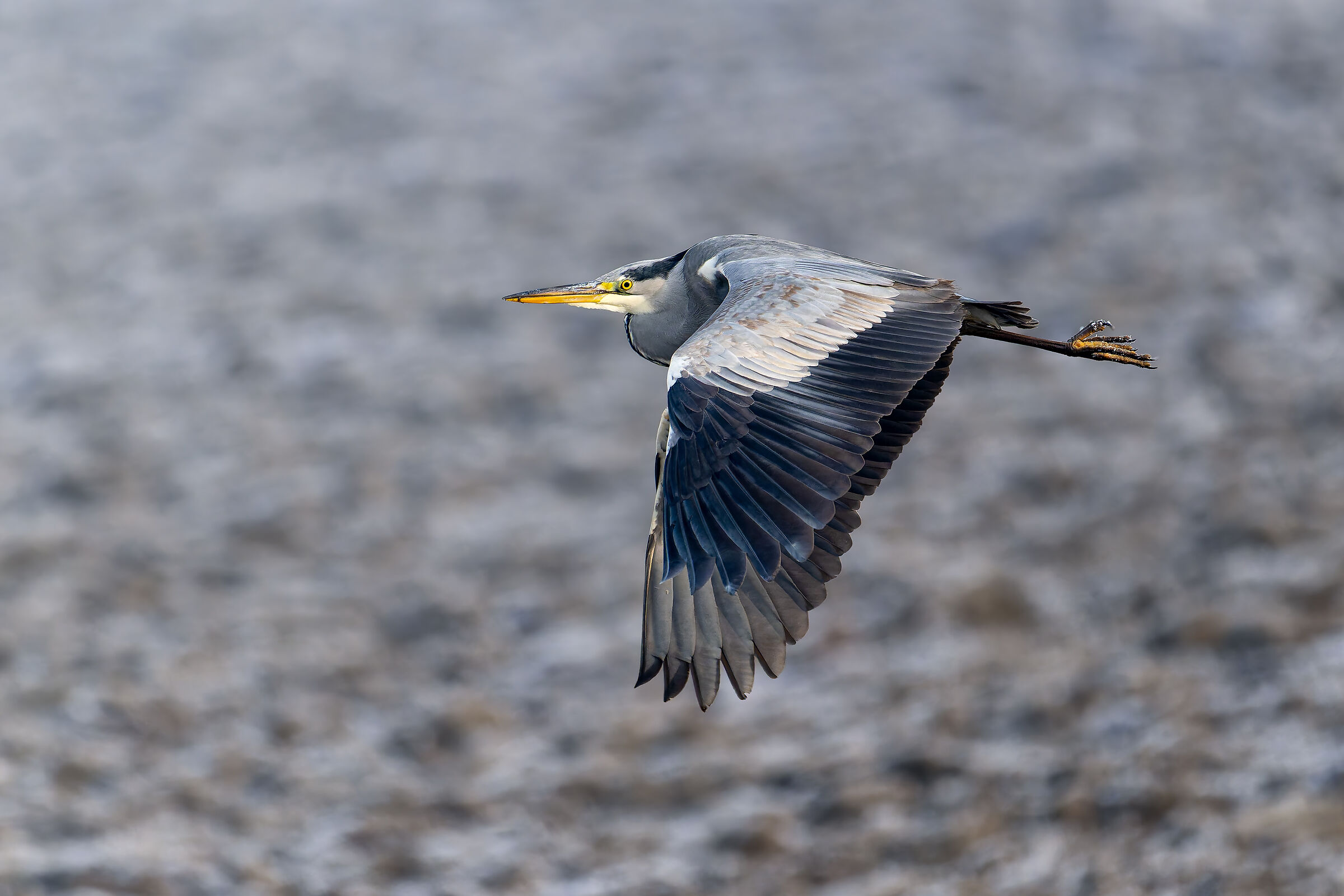 Grey Heron
