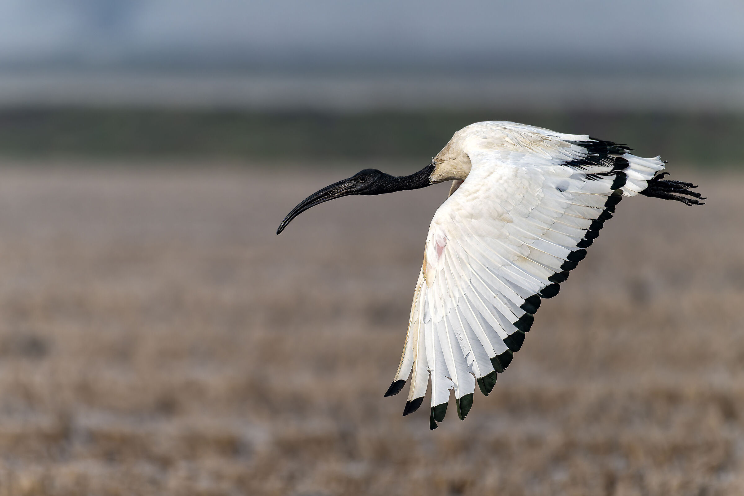 Sacred Ibis