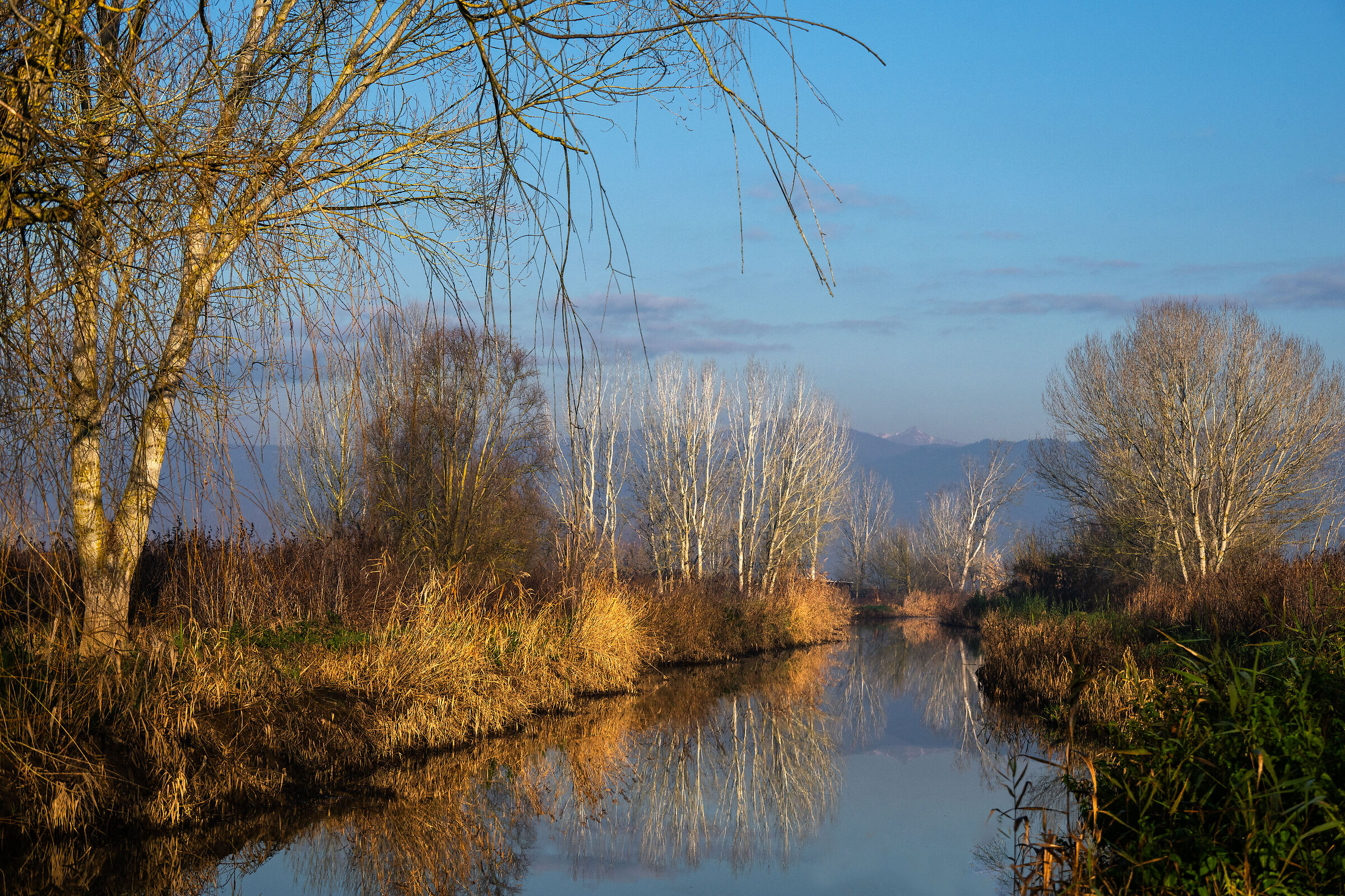 Fucecchio Marshes
