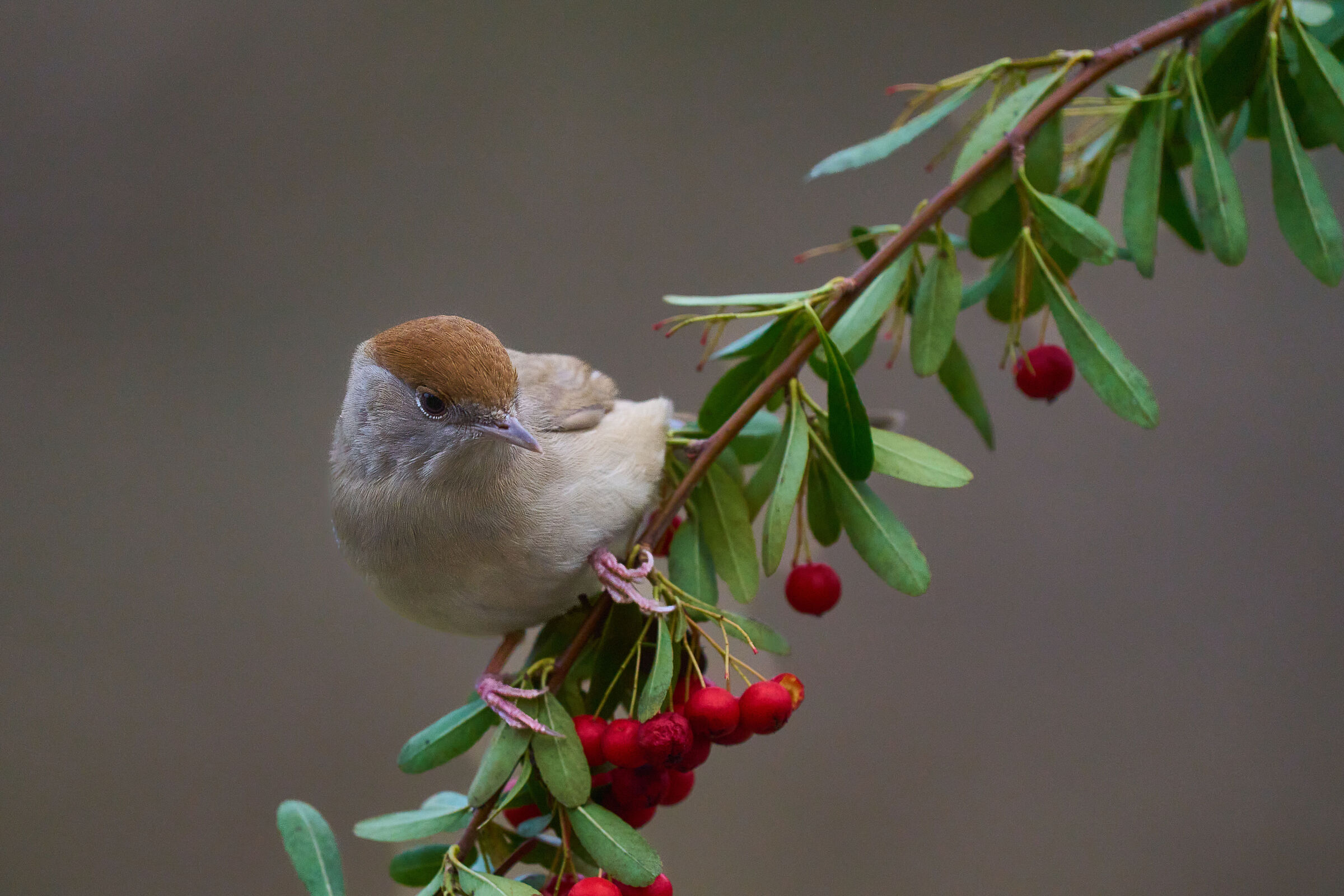 Blackcap