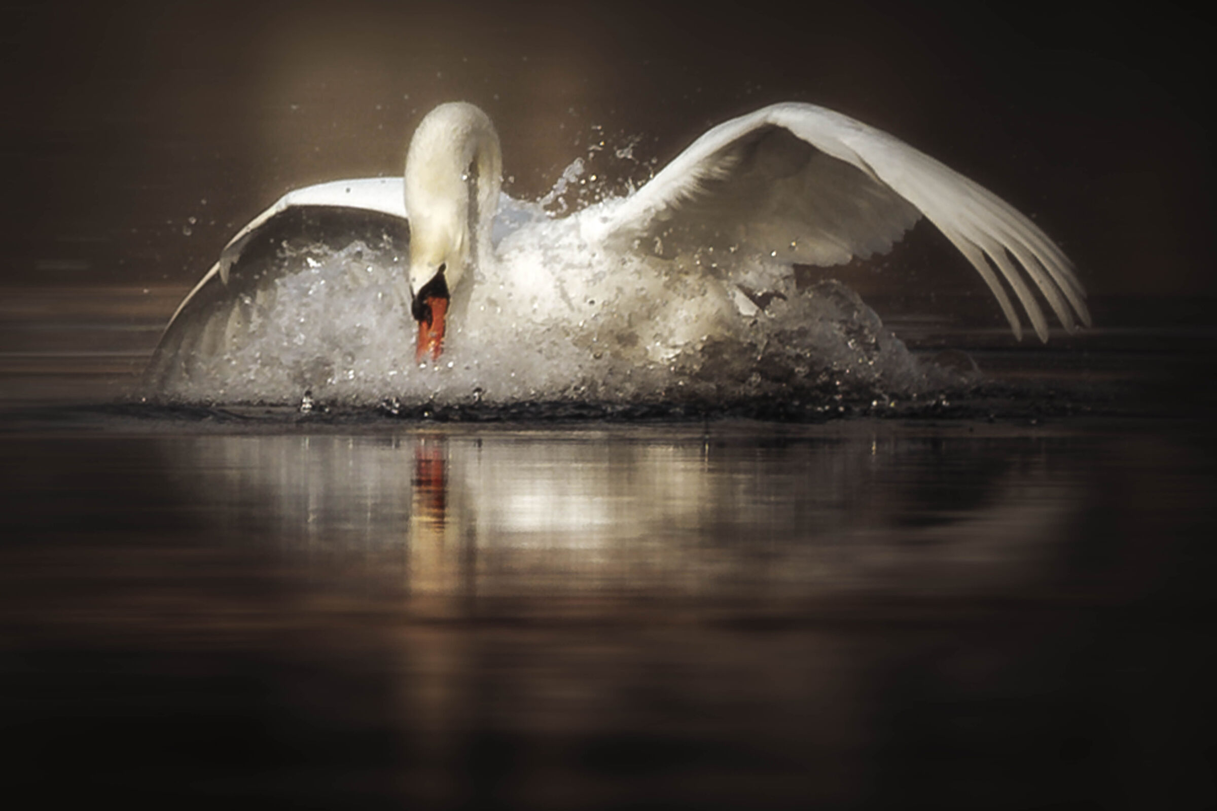 Cigno a BOsisio Parini