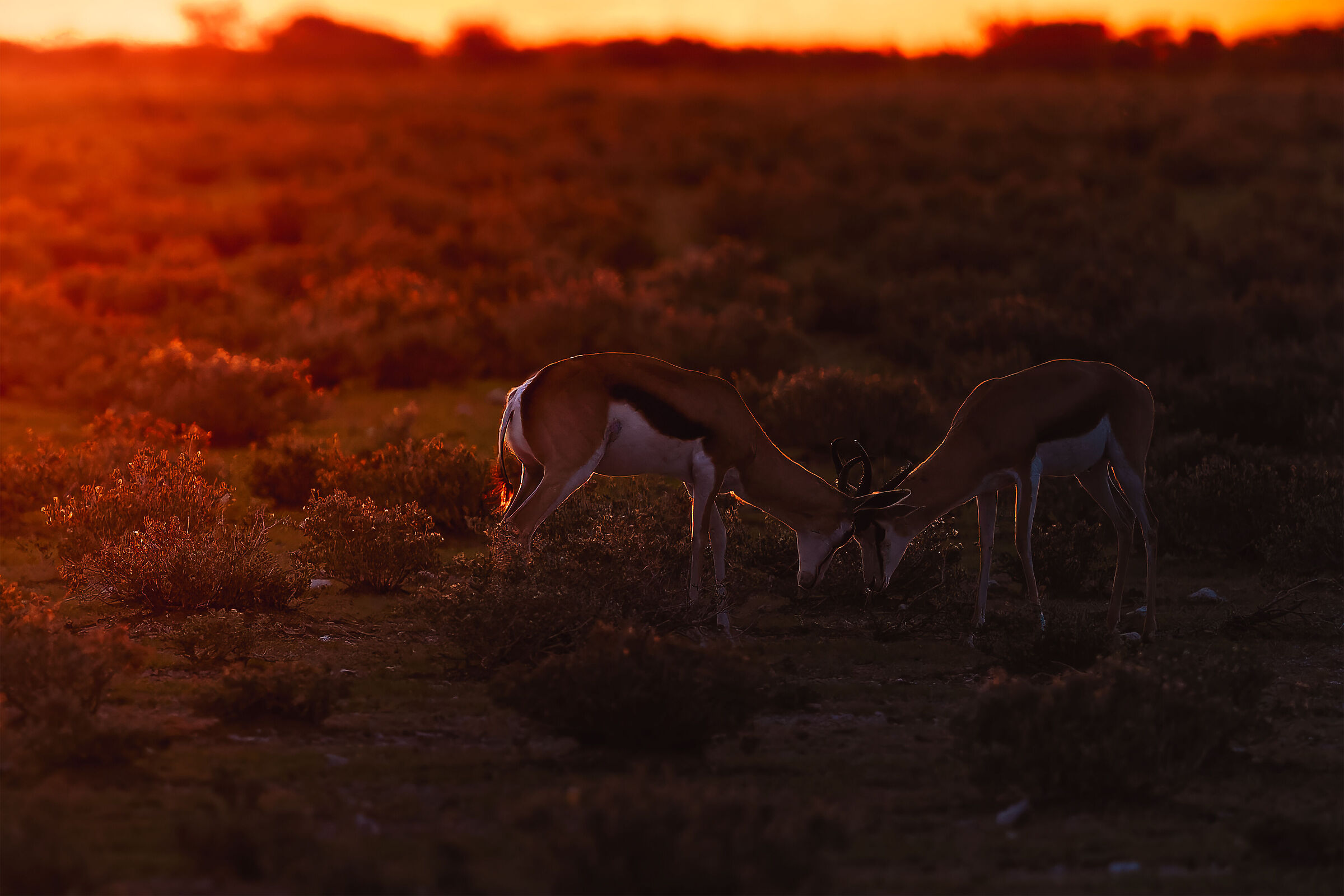 Sunrise in Etosha