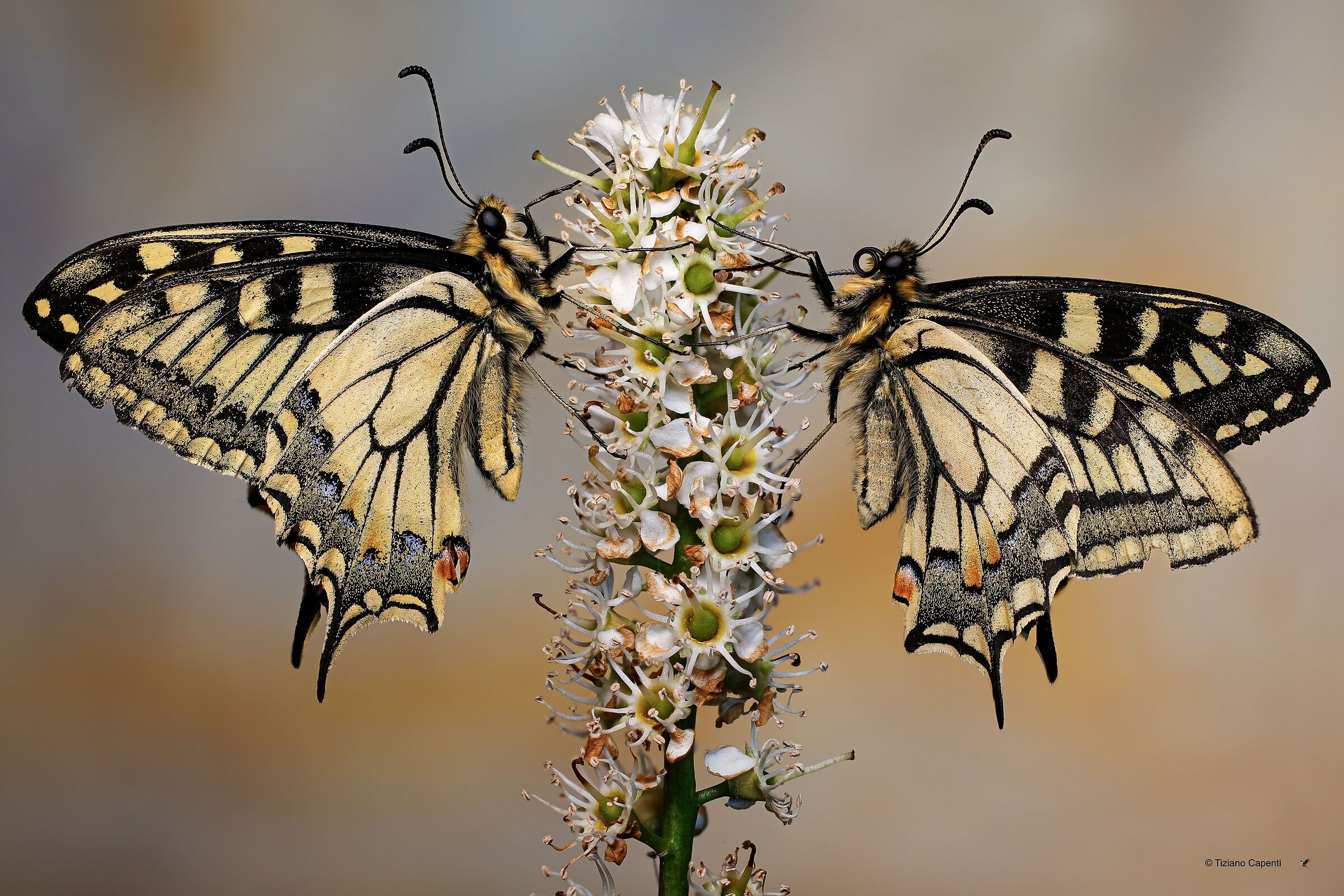 Papilio machaon.