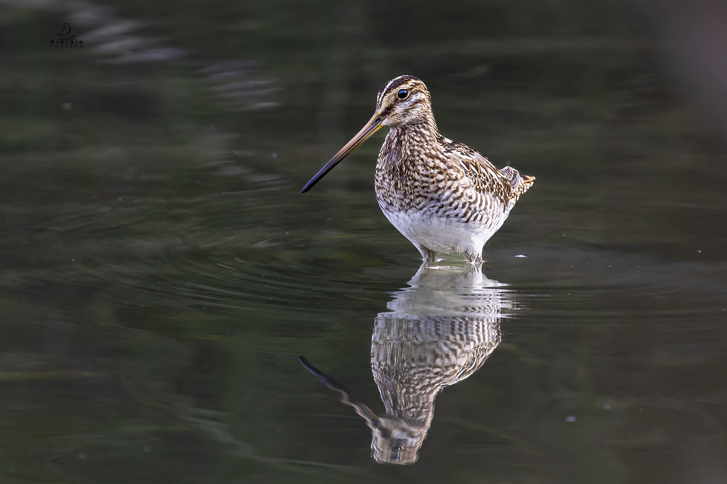 Snipe