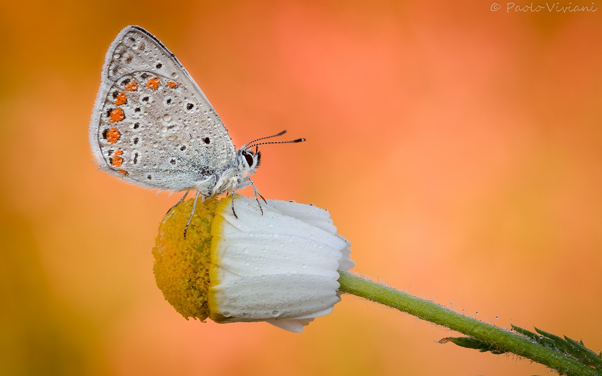 Licenide ... second version