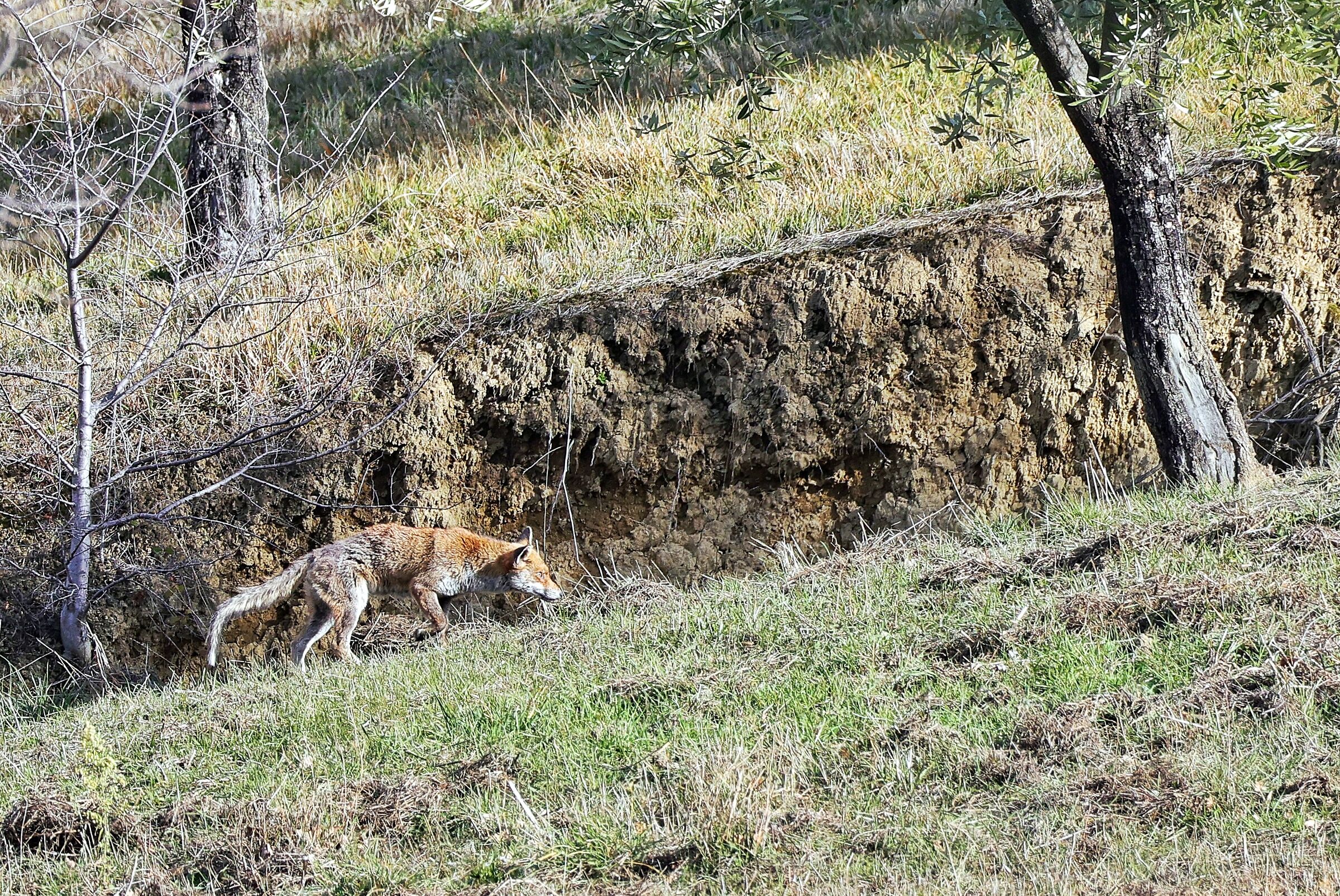 Vulpes vulpes