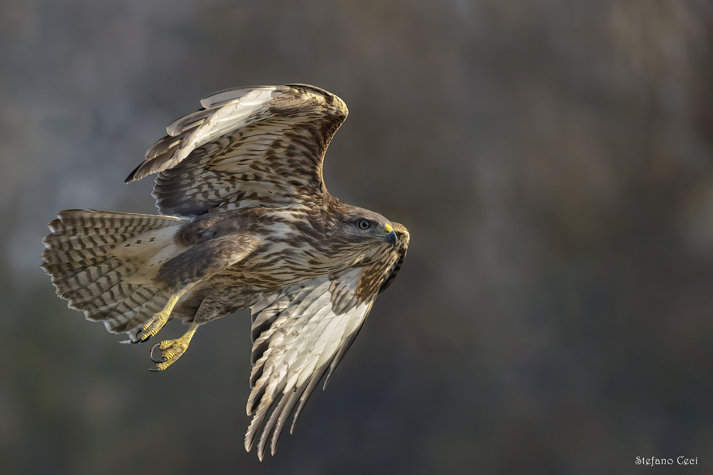 Buzzard
