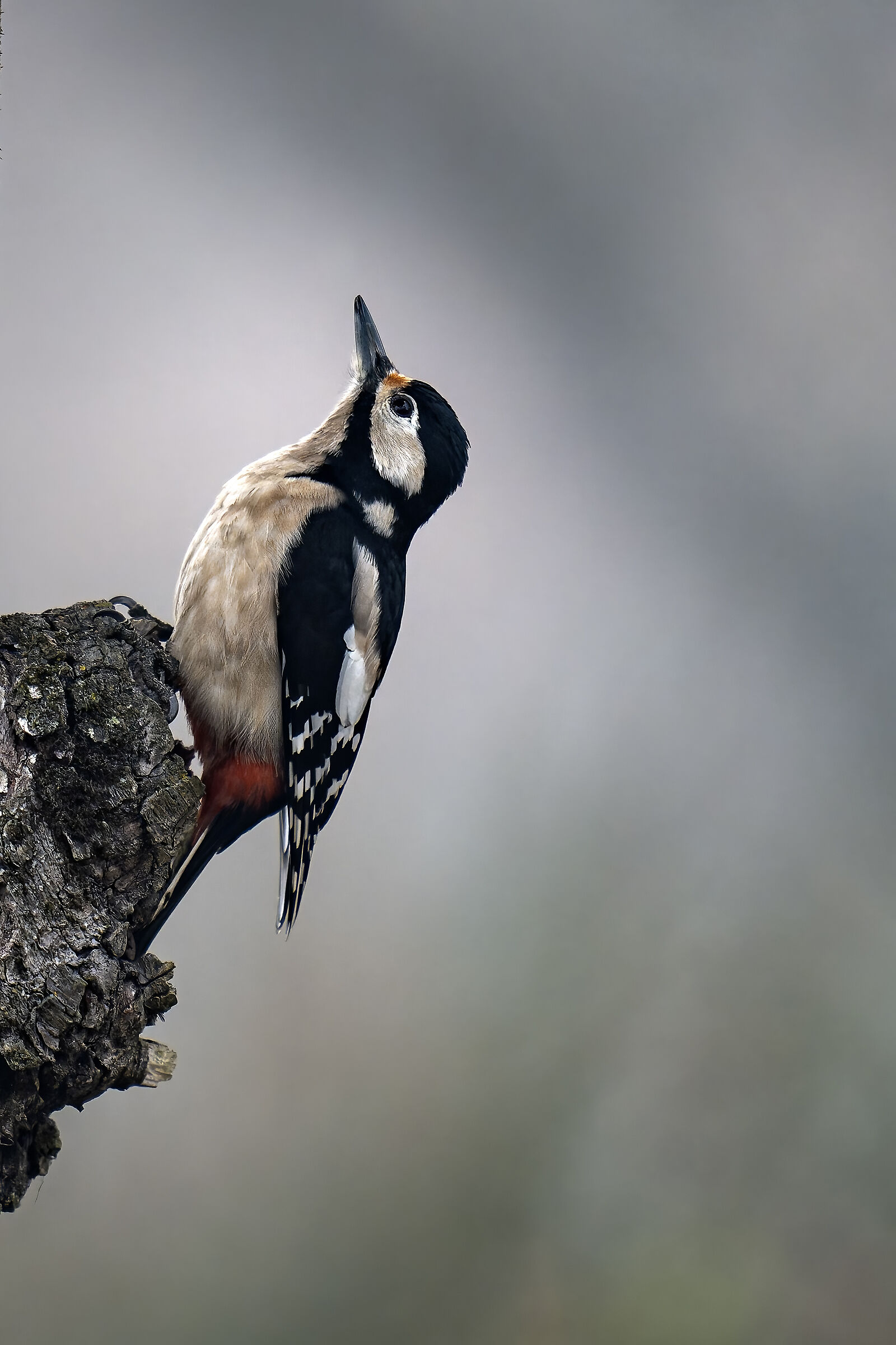 Vertical Great Spotted Woodpecker