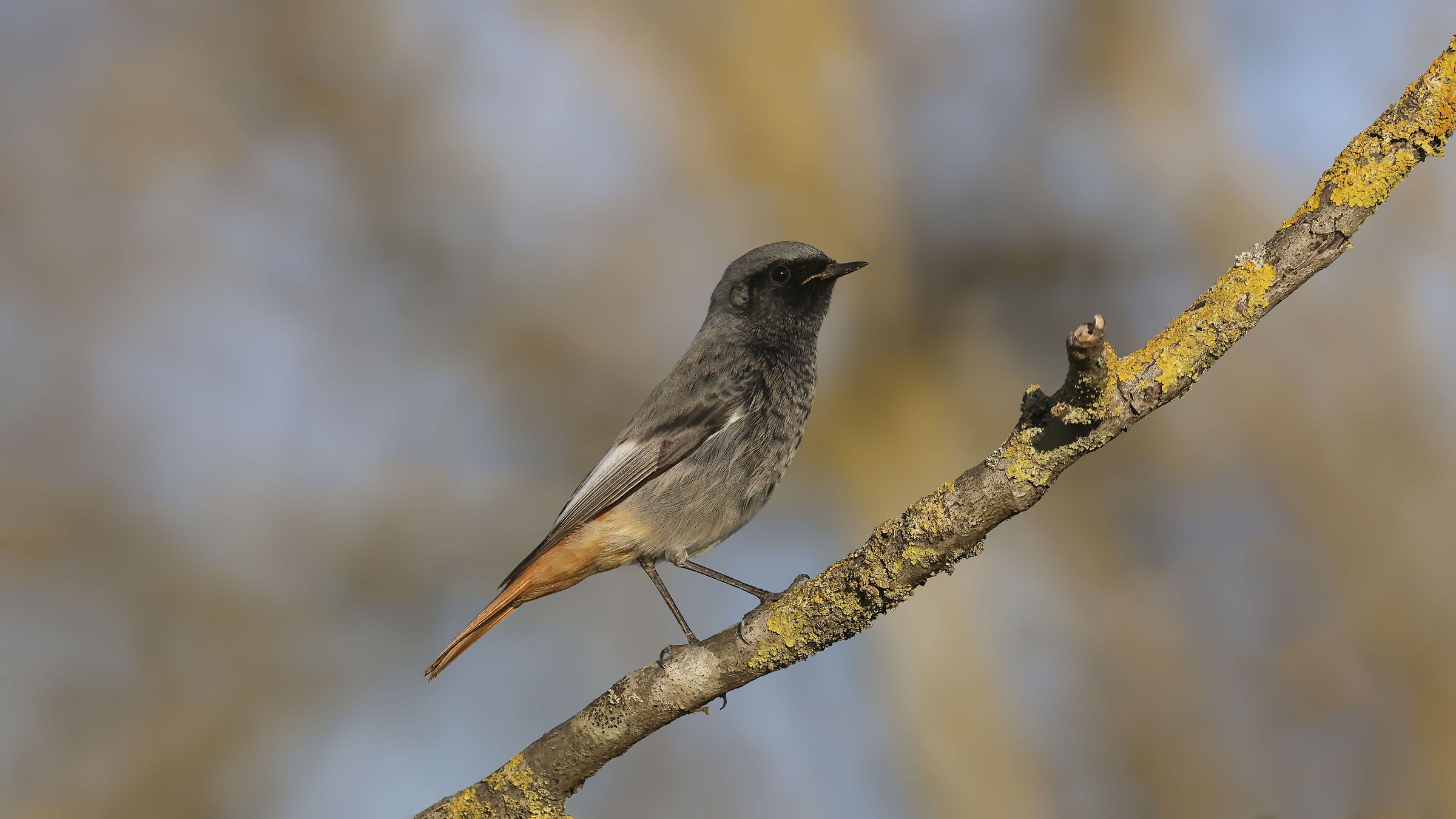 Chimney Sweep Redstart M.