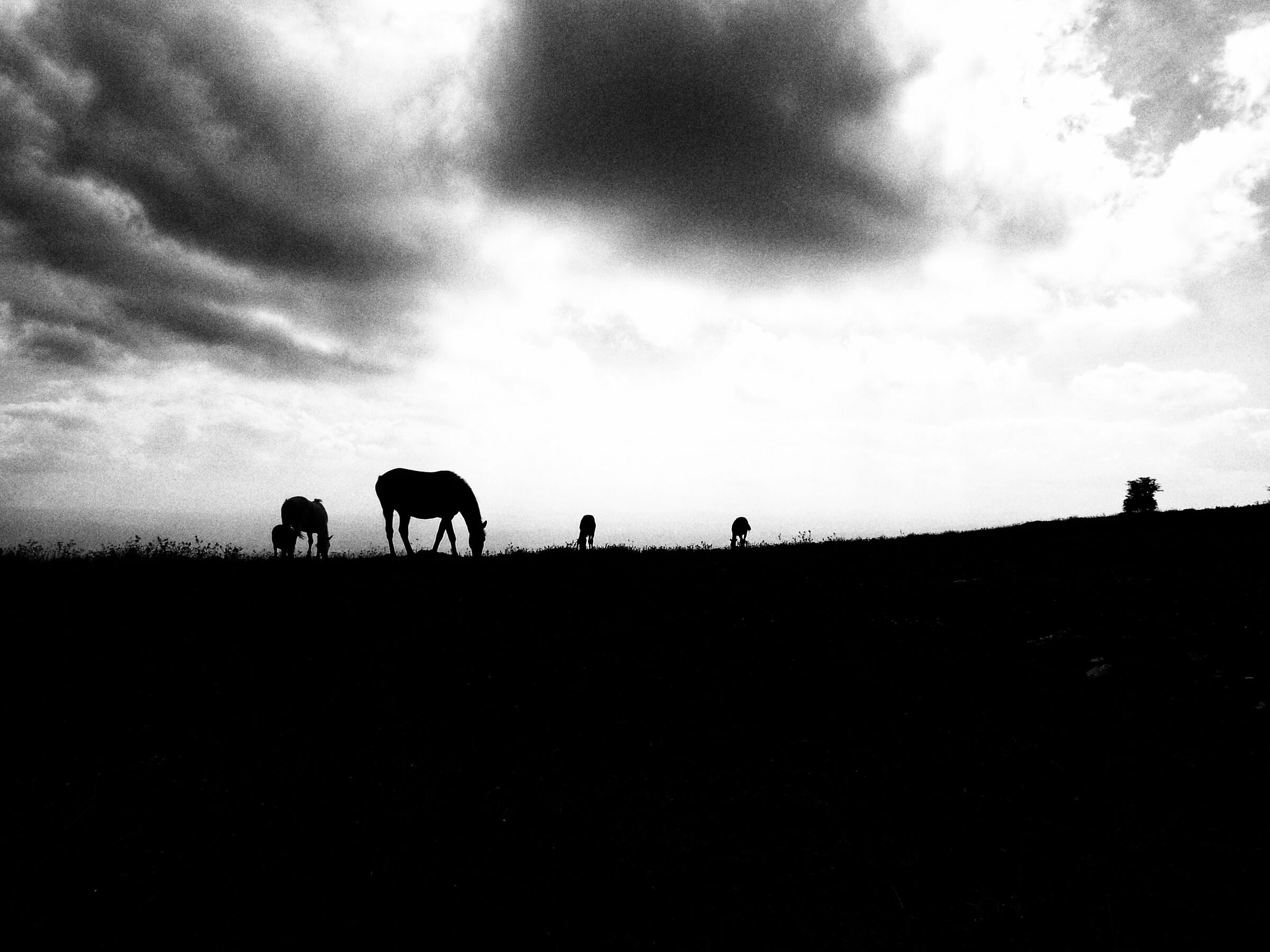 Wild horses