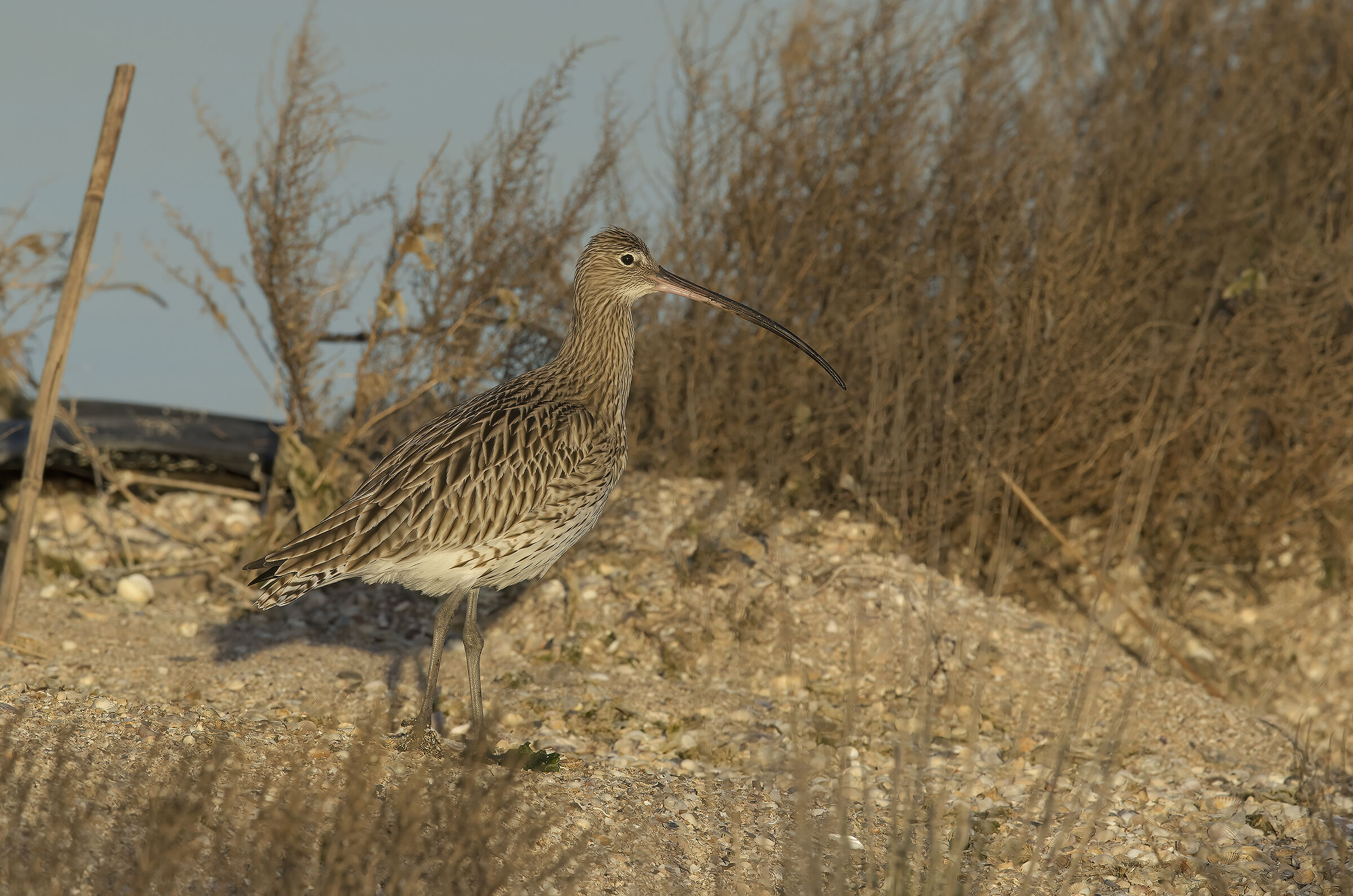 chiurlo maggiore (numenius arcuata)