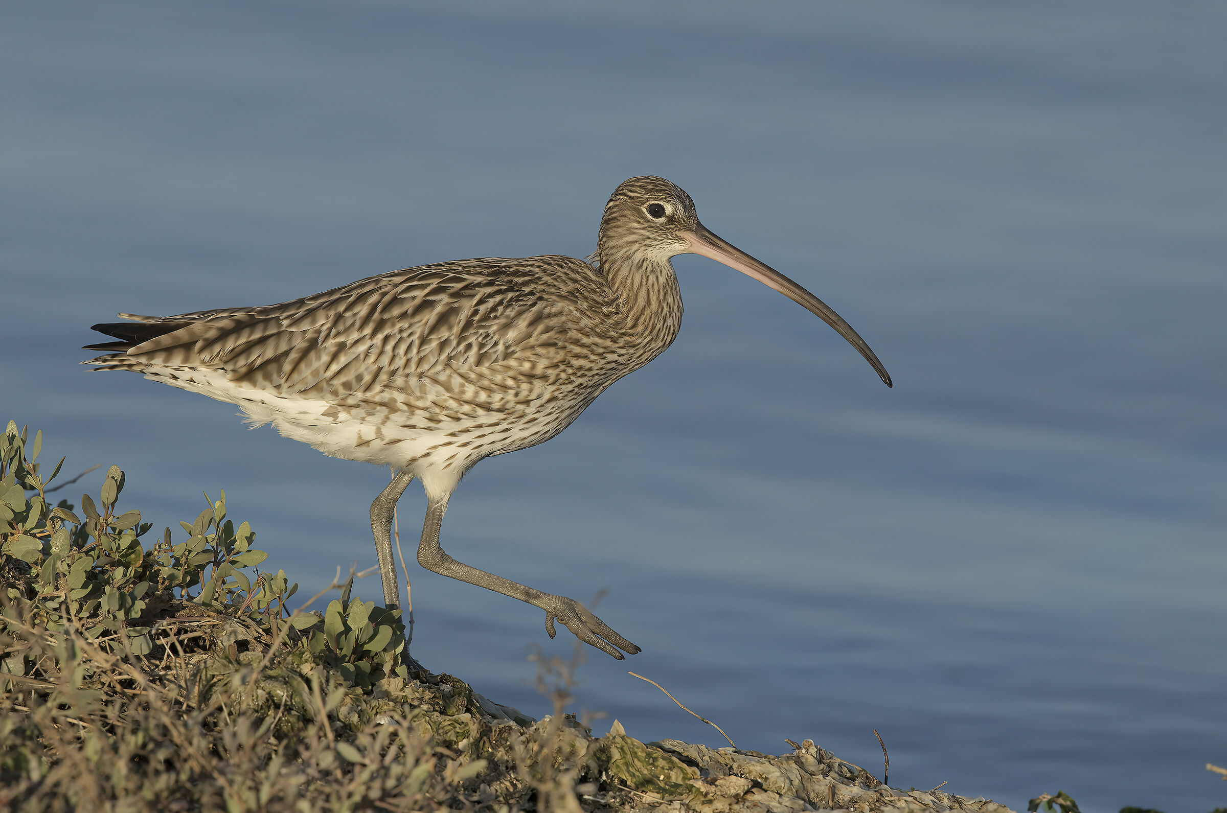 chiurlo maggiore (numenius arcuata)