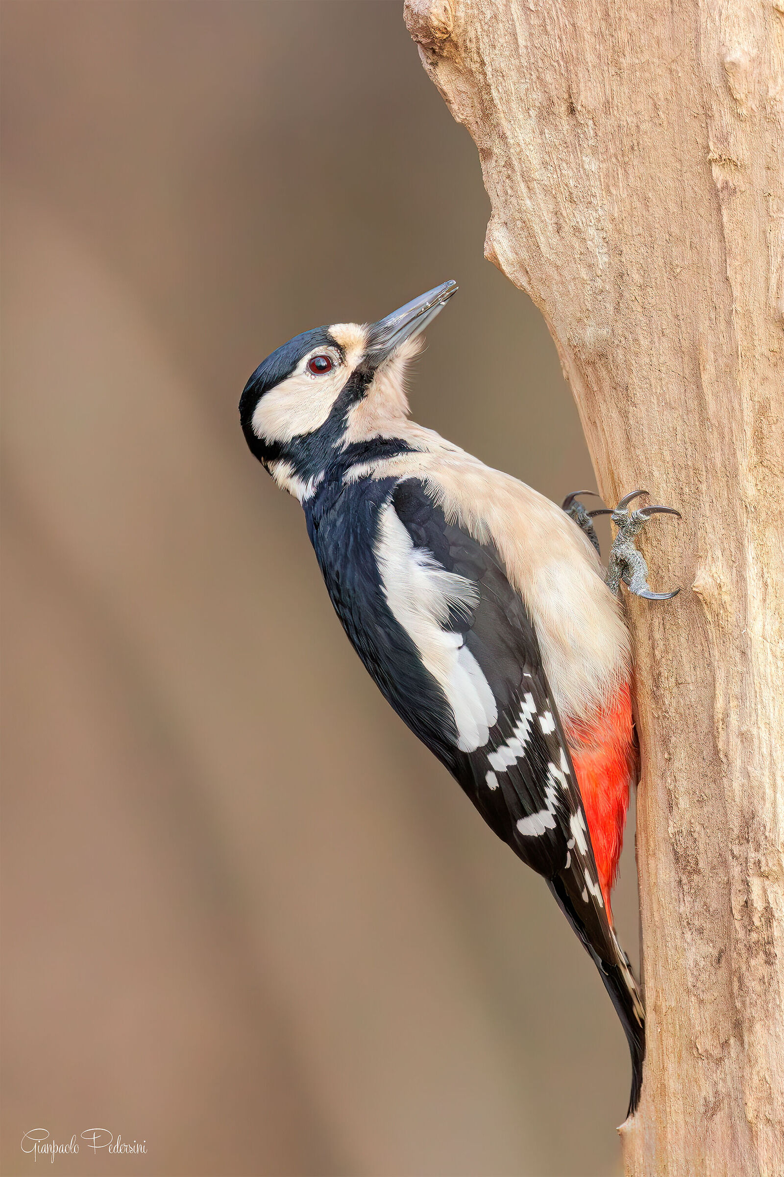 Picchio rosso maggiore