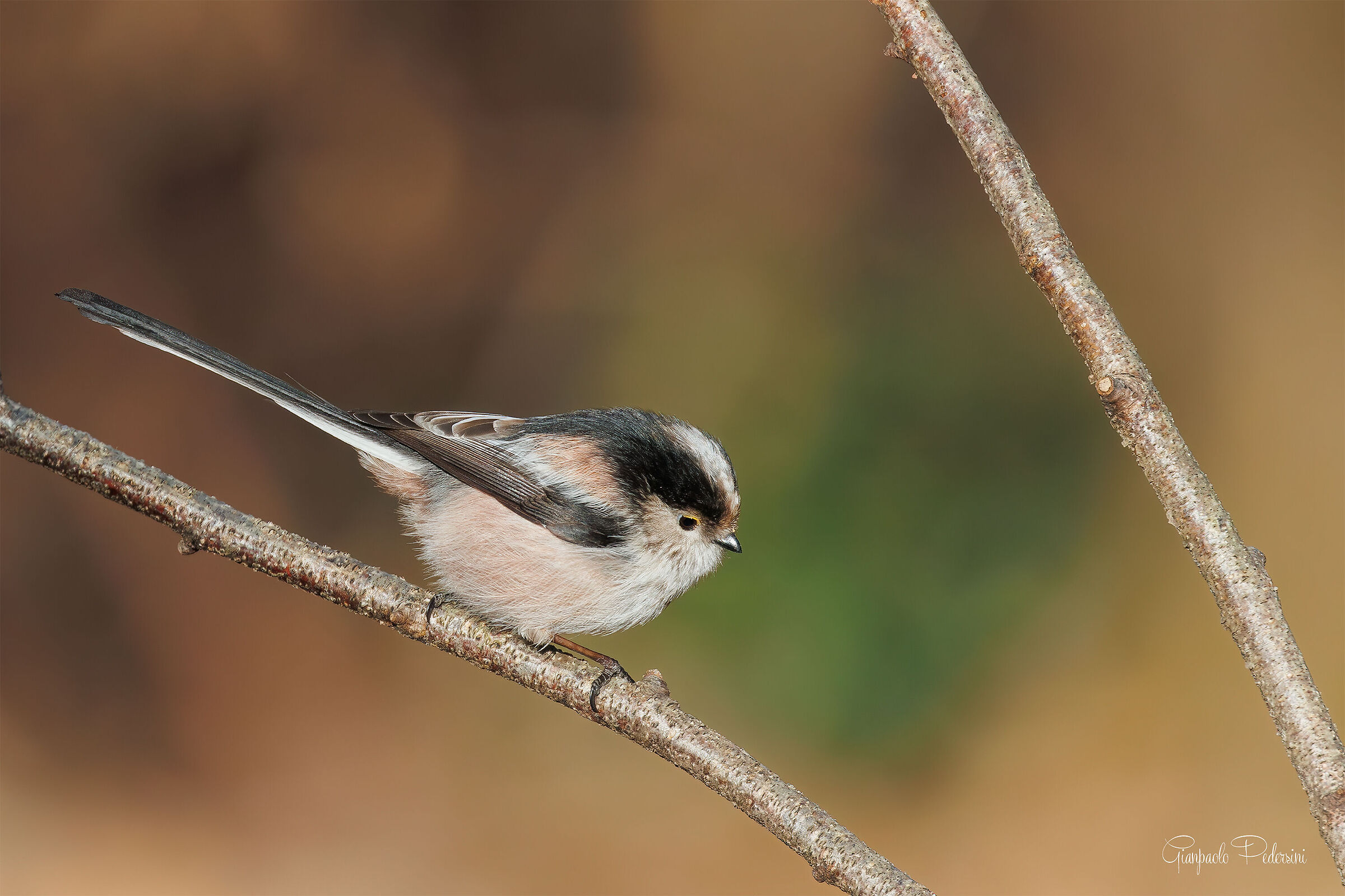 Long-tailed