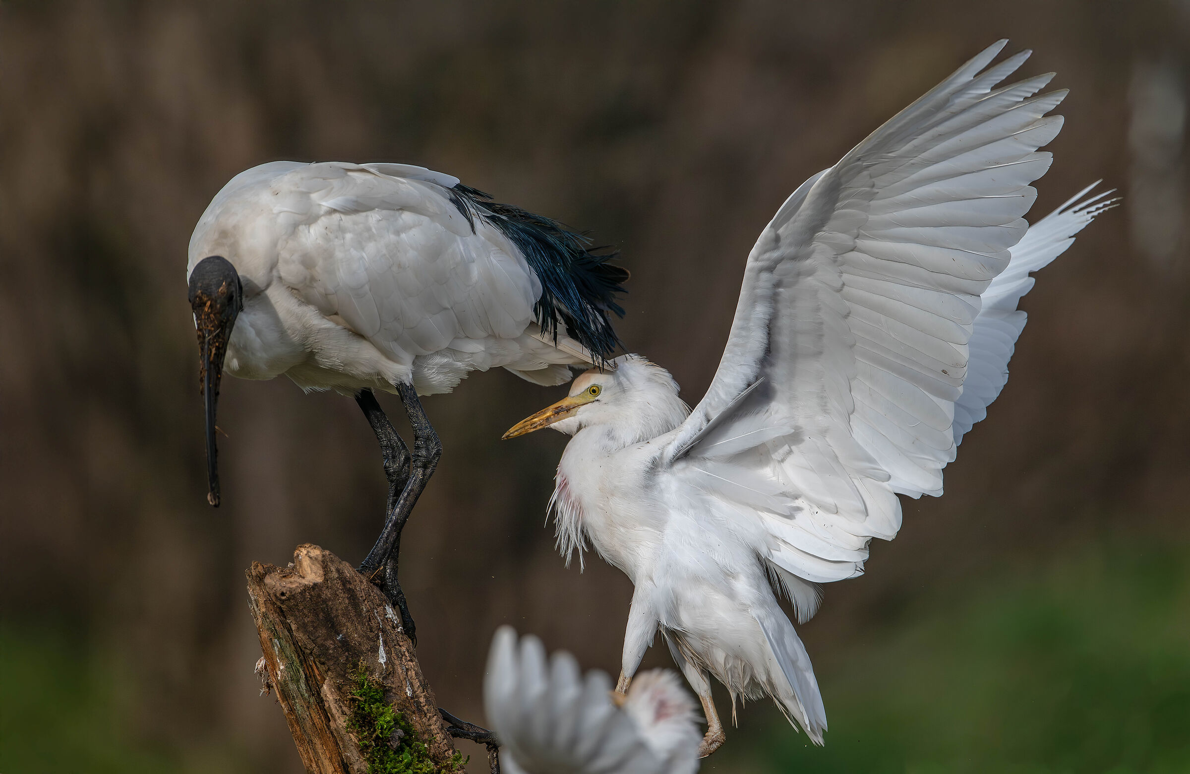 Cattle Egrets and Sacred Ibis