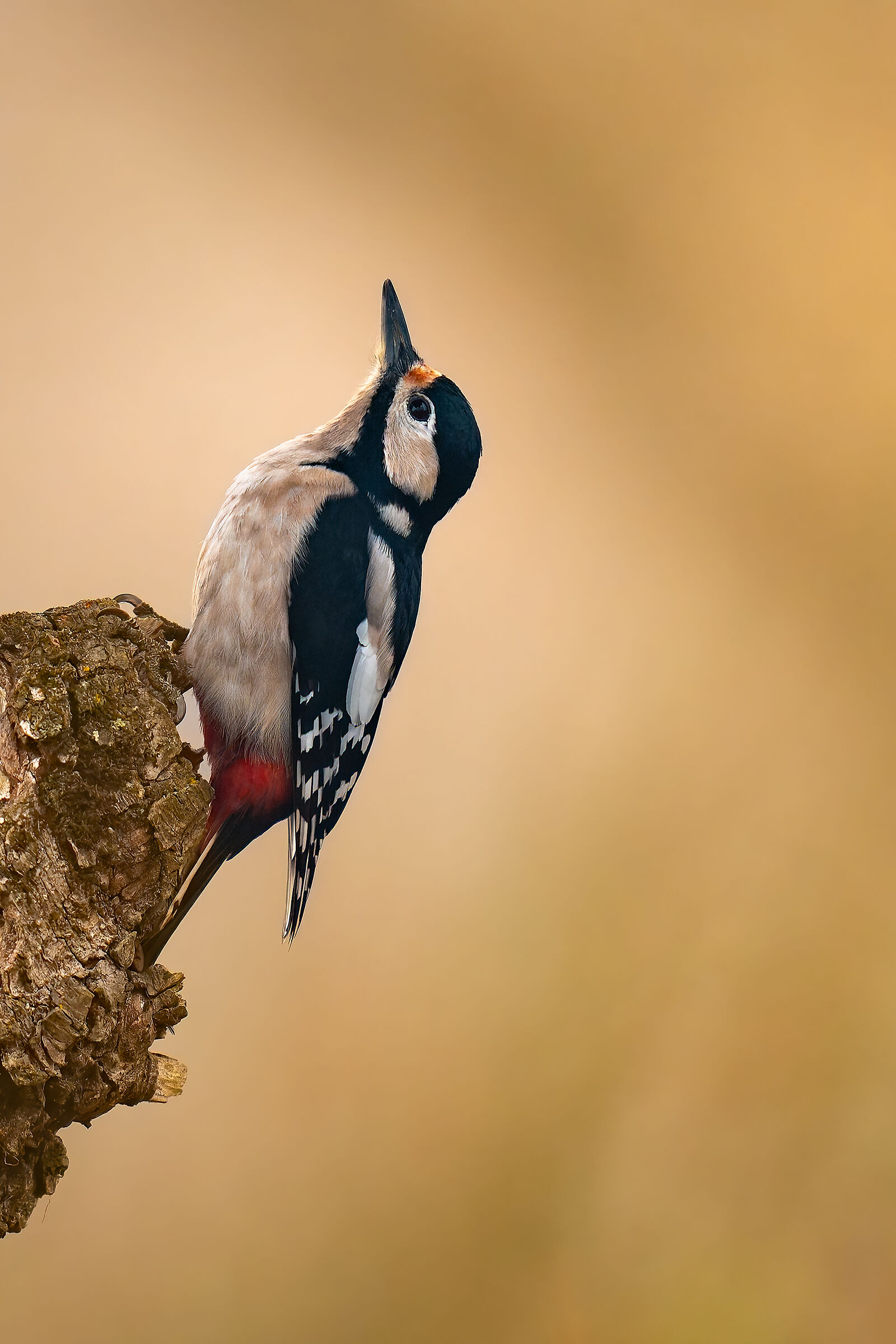 Great Spotted Woodpecker (Dendrocopos major)