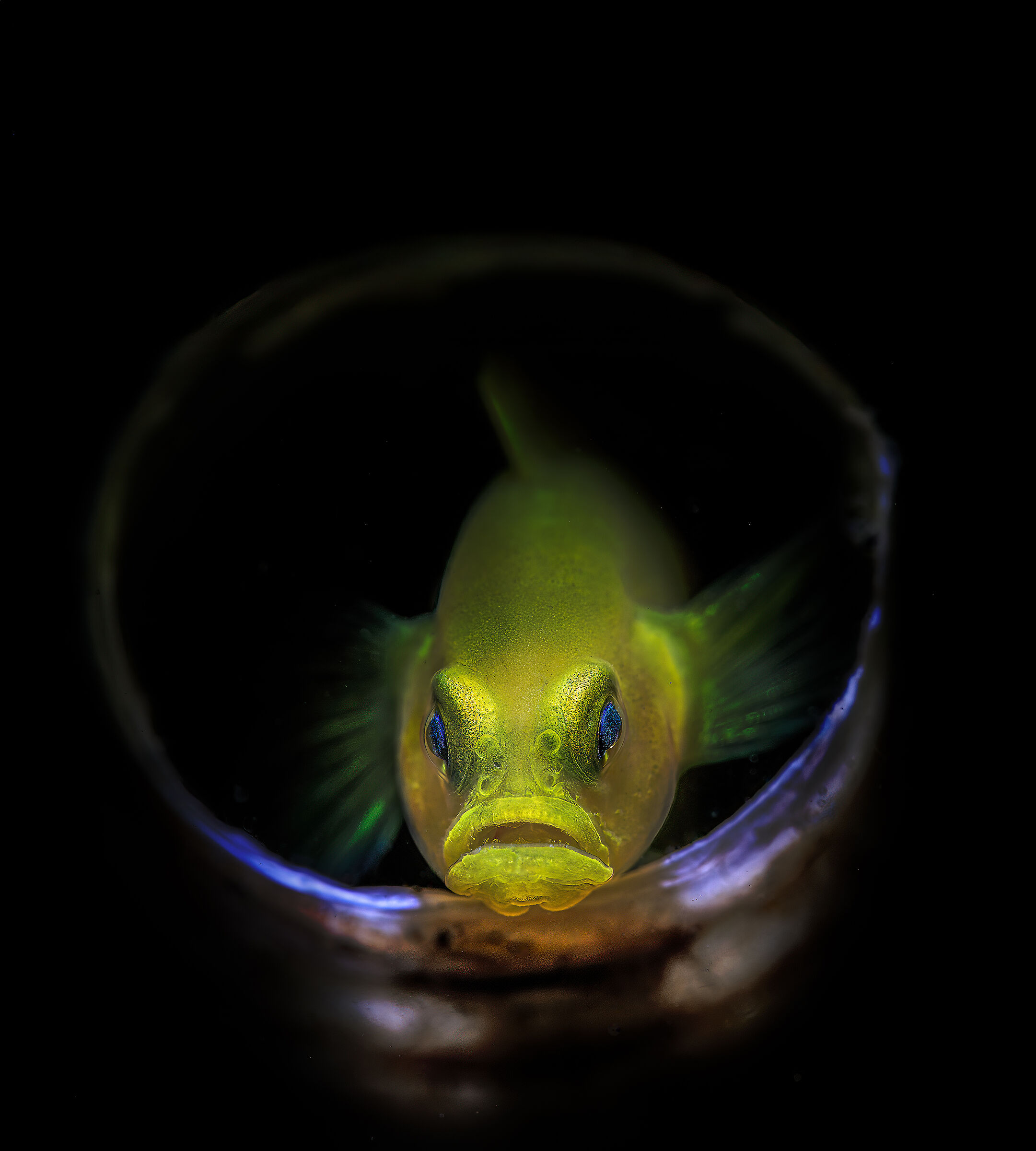 yellow gobi (Gobiodon okinawae)