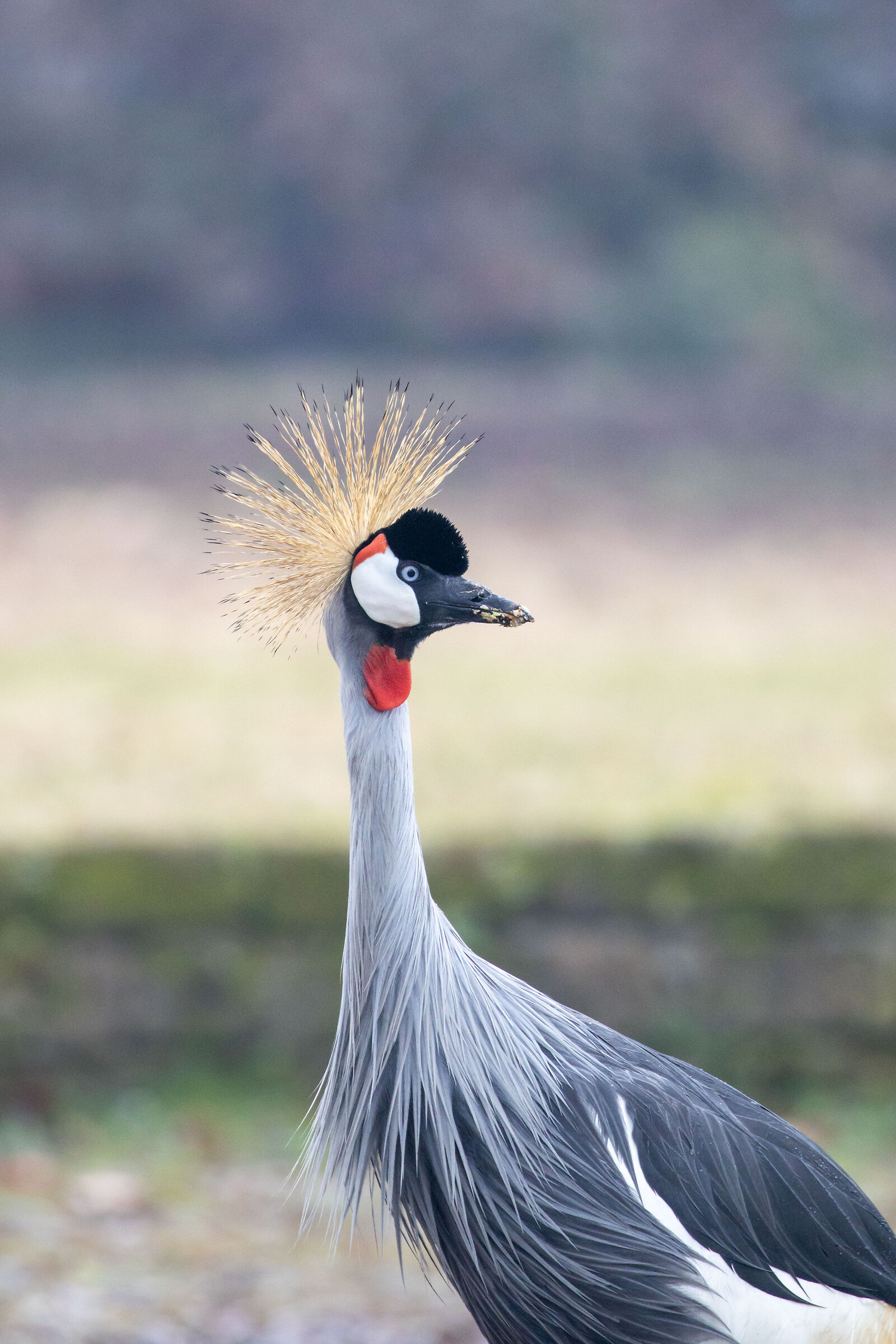 Gru Coronata