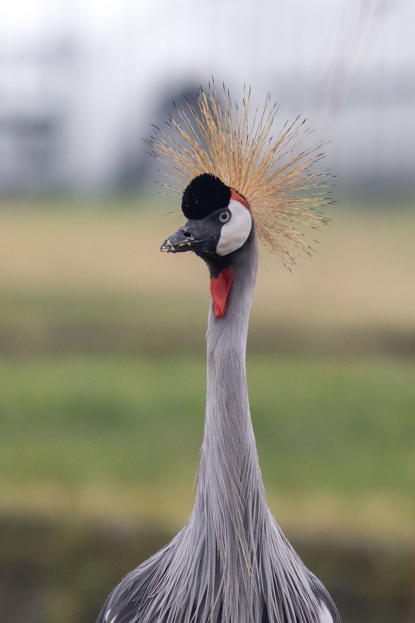 Gru Coronata