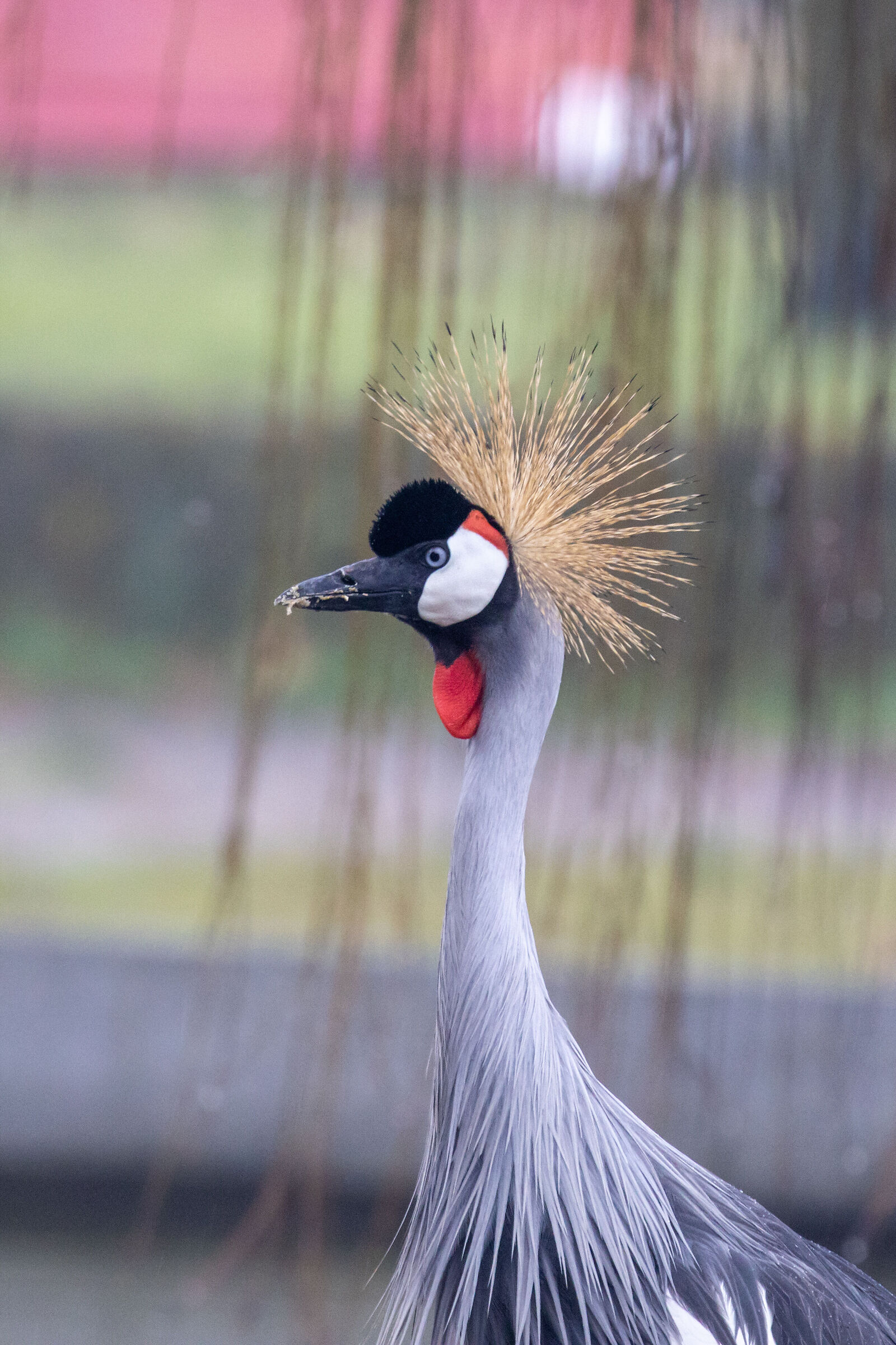 Gru Coronata
