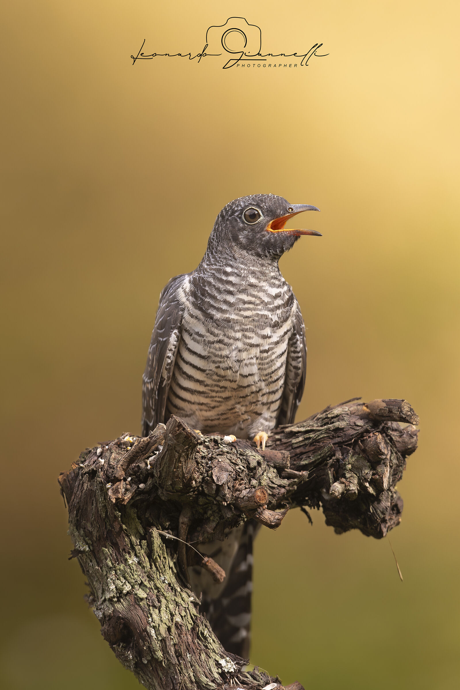 Cuculo Eurasiatico (Cuculus canorus)