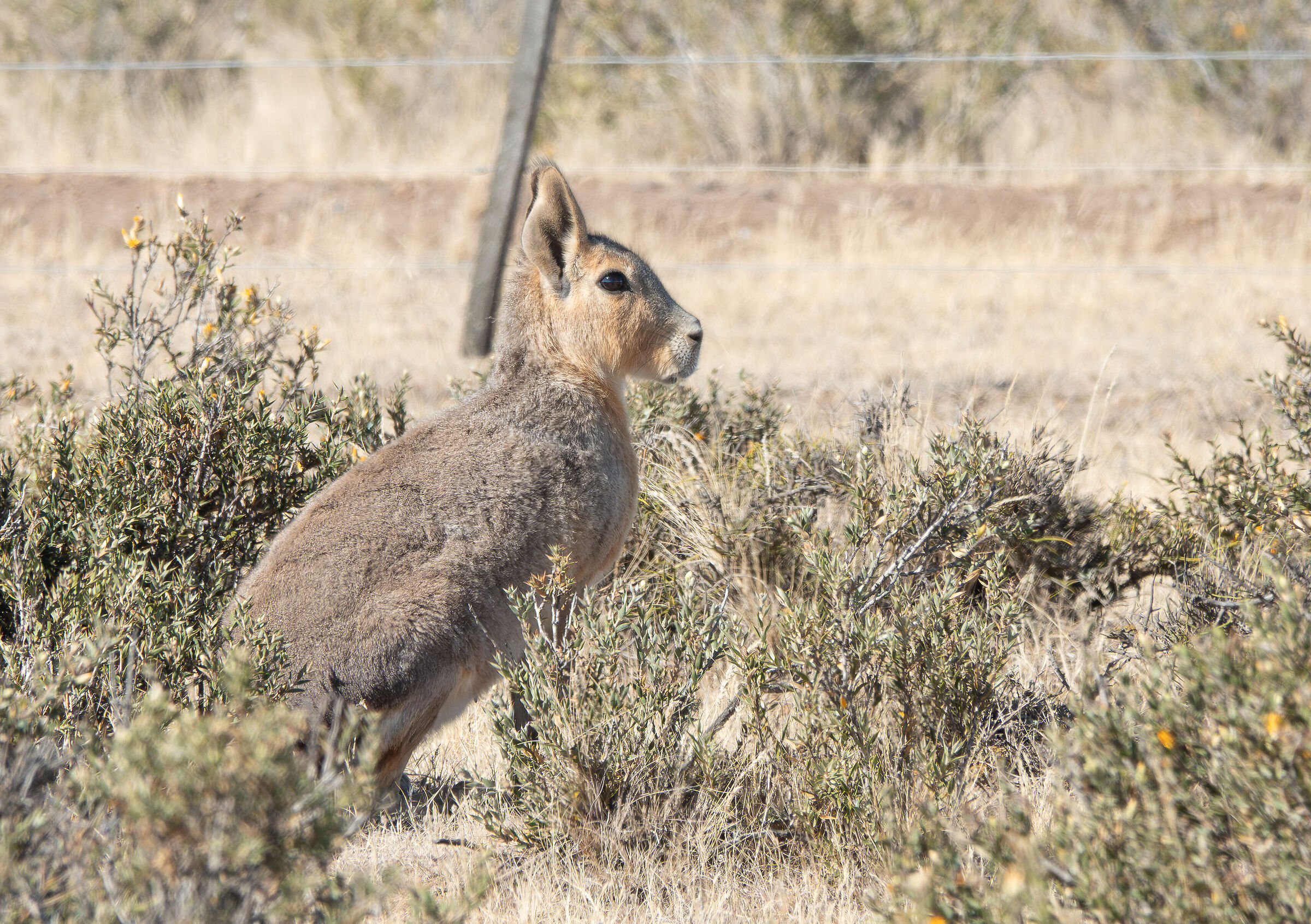 mara (lepre patagonica)
