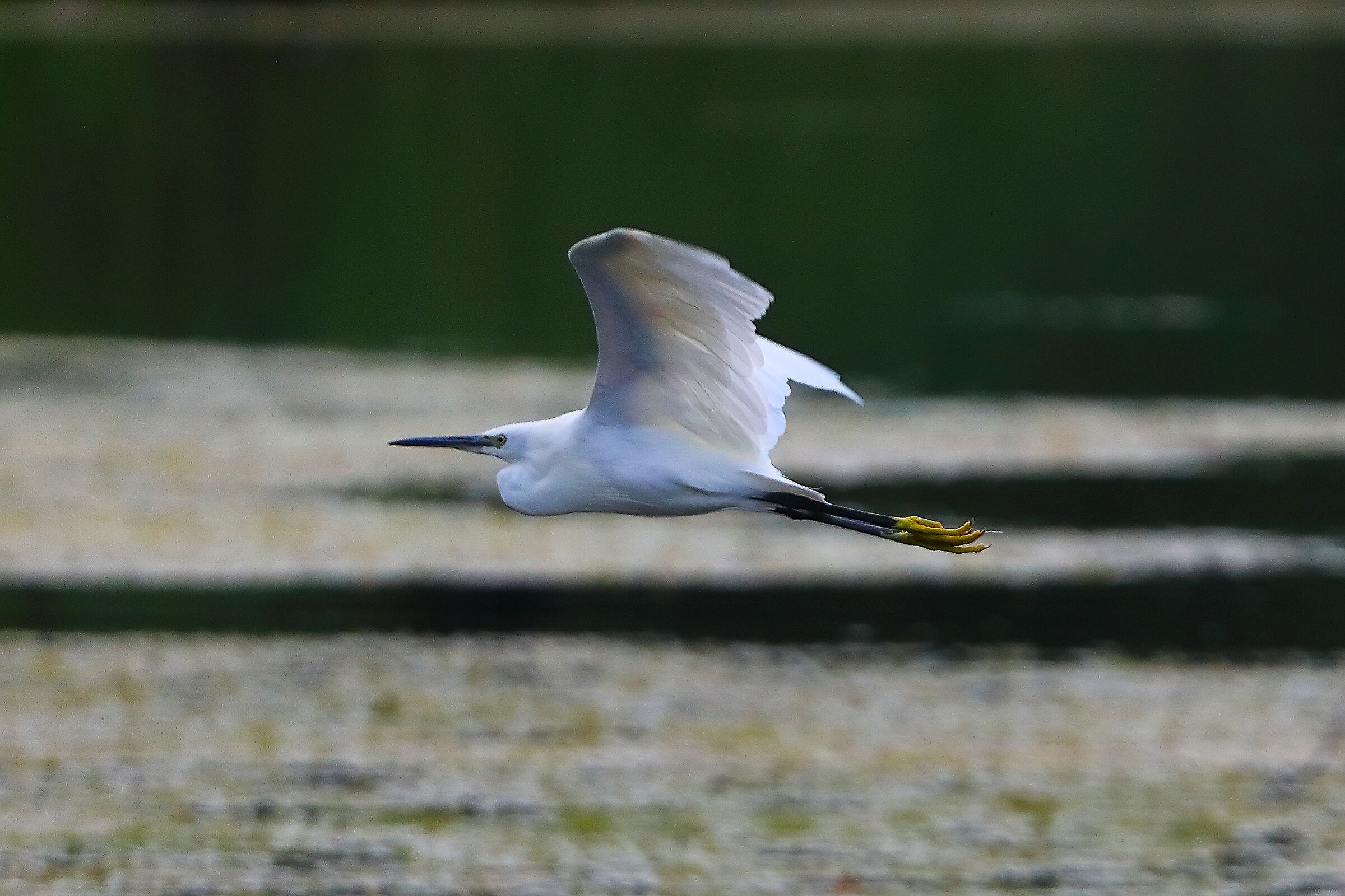 Little Egret 21 August 2025 - 0072