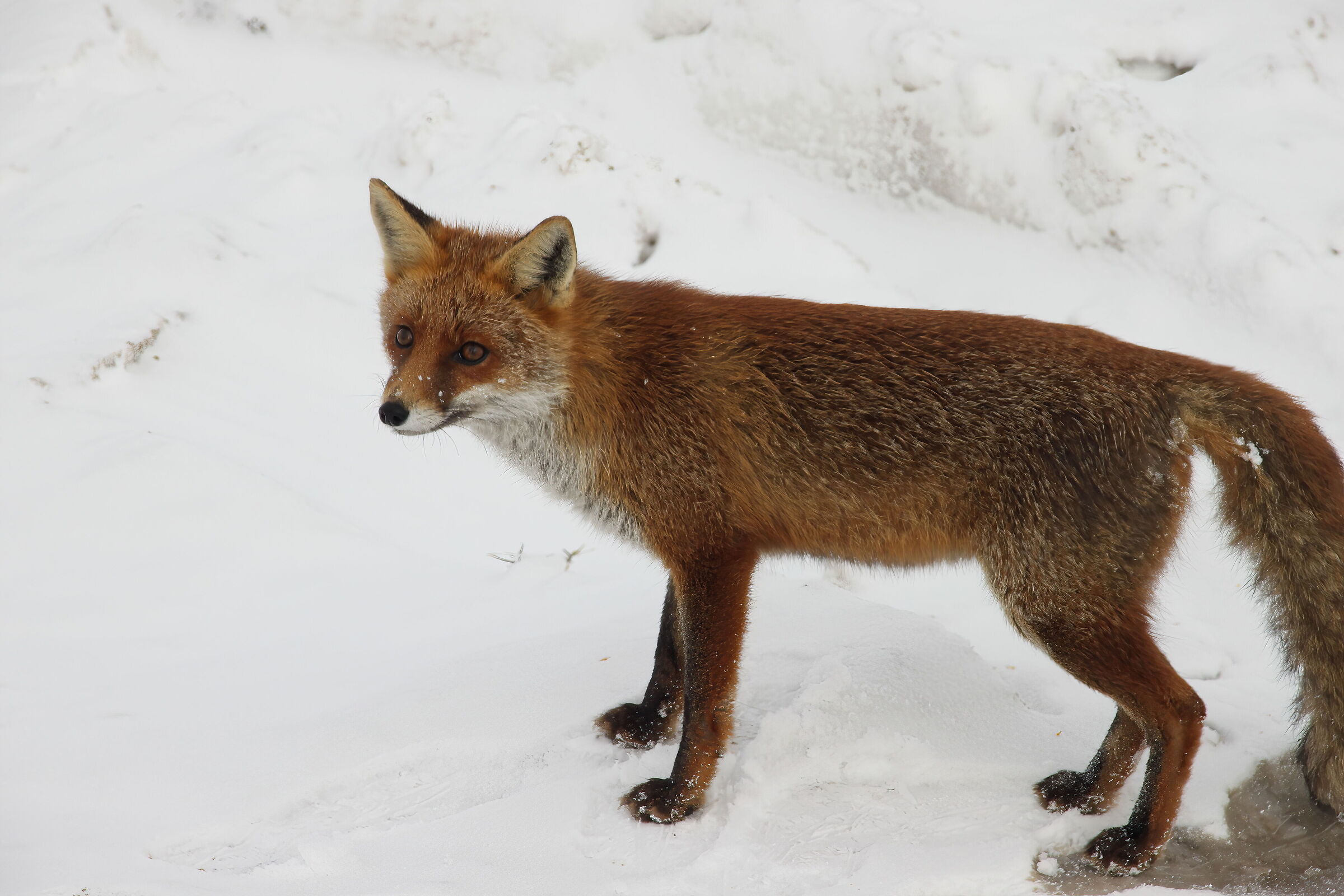 Fox