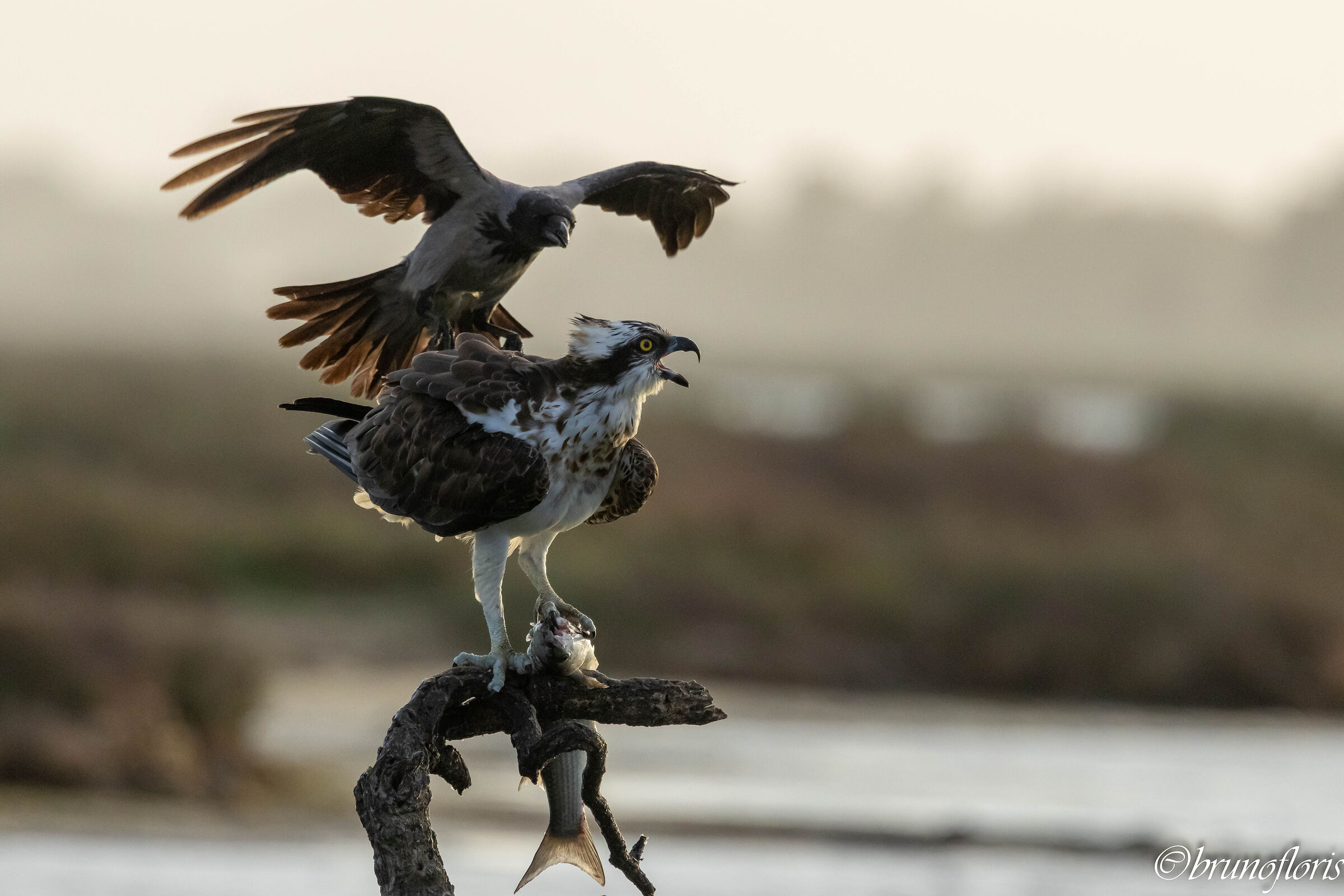 ...tanto non lo mollo!