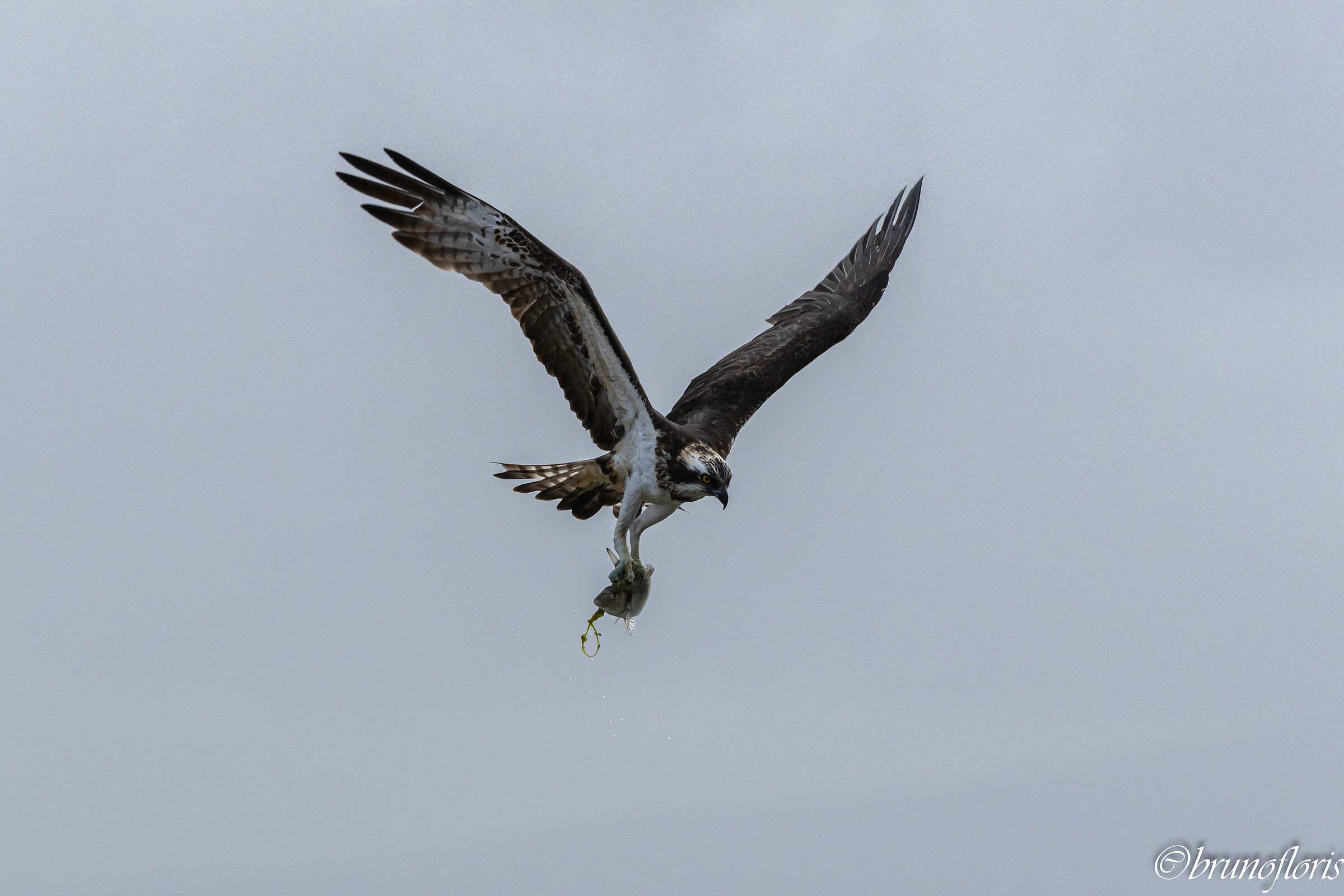 Con l'orata tra gli artigli