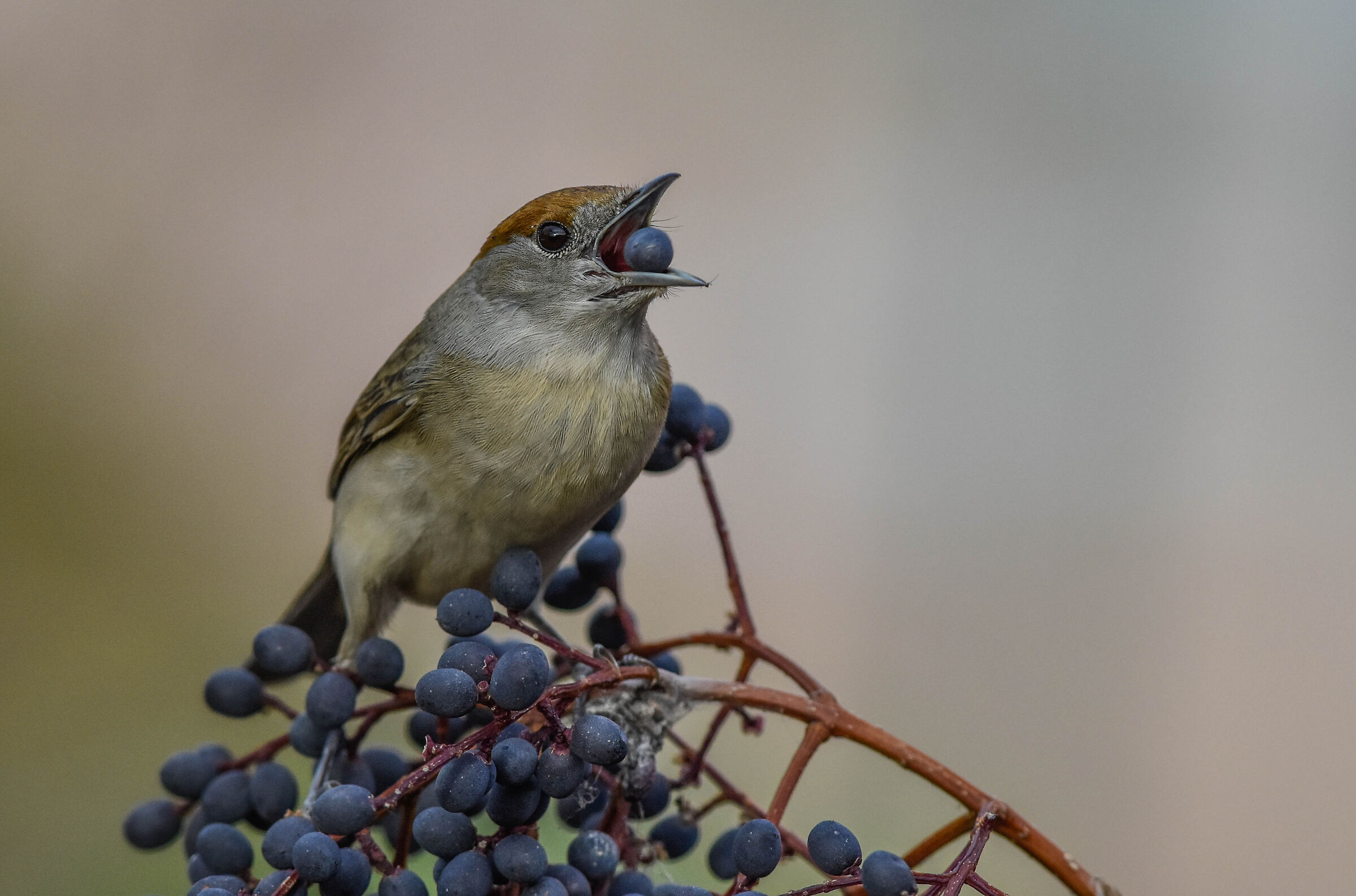 Blackcap (F)