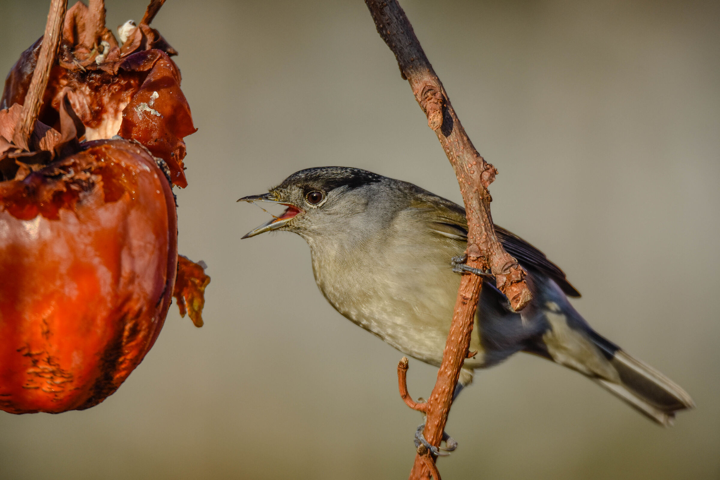 Blackcap (M)