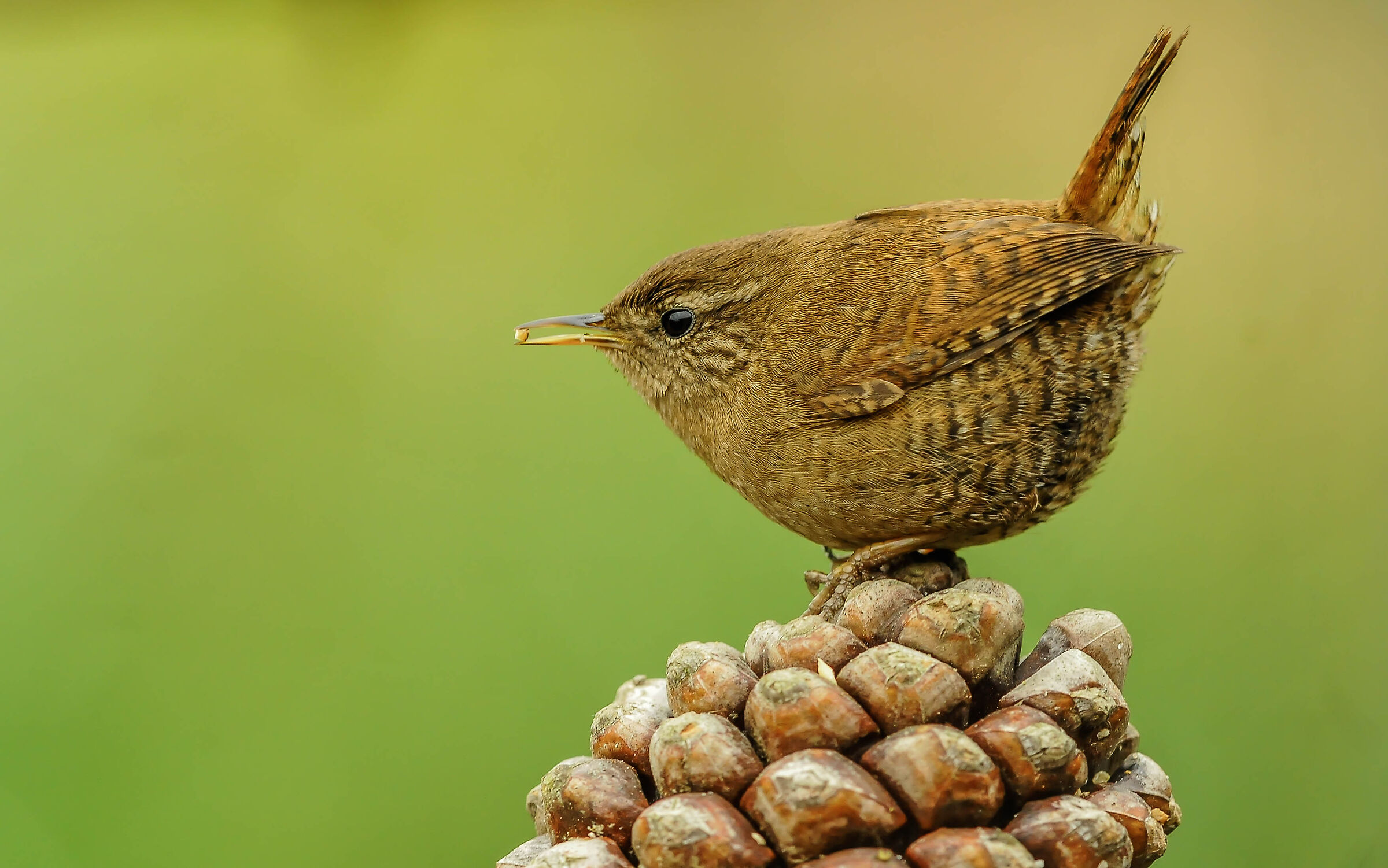 Wren
