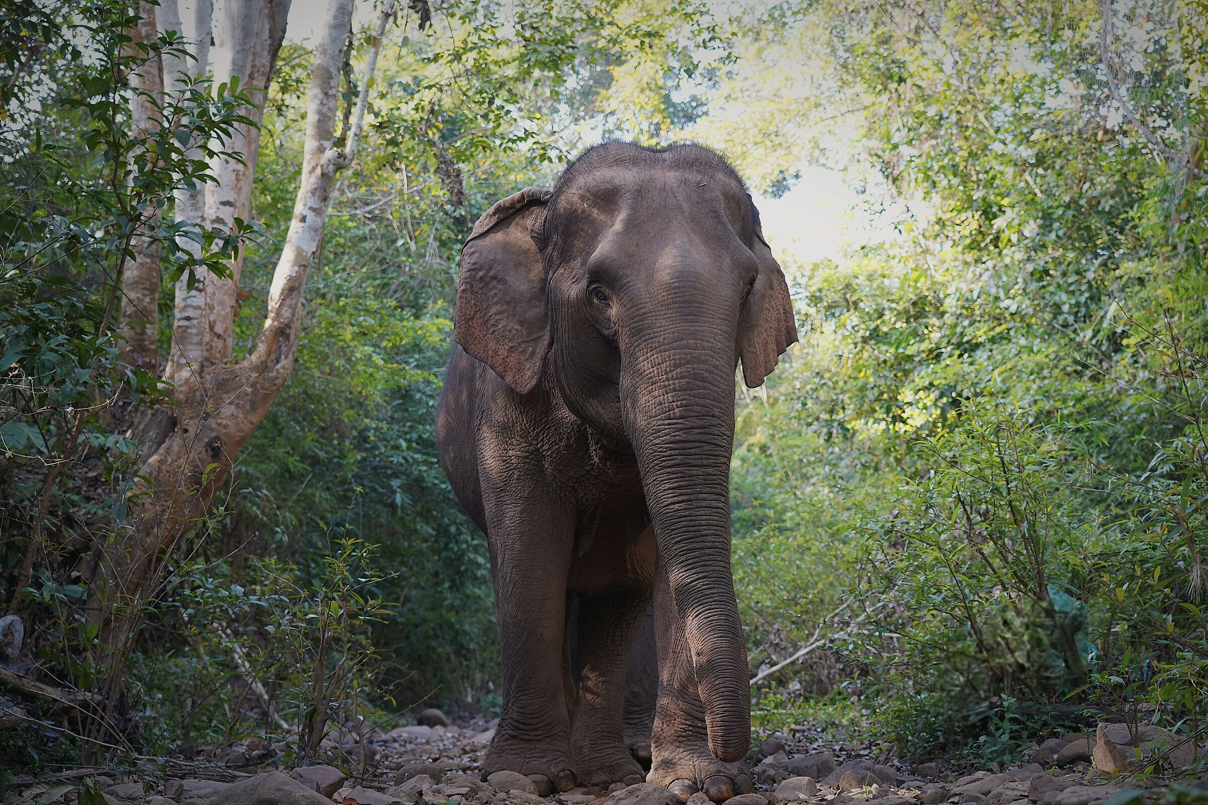 Gigante nella foresta