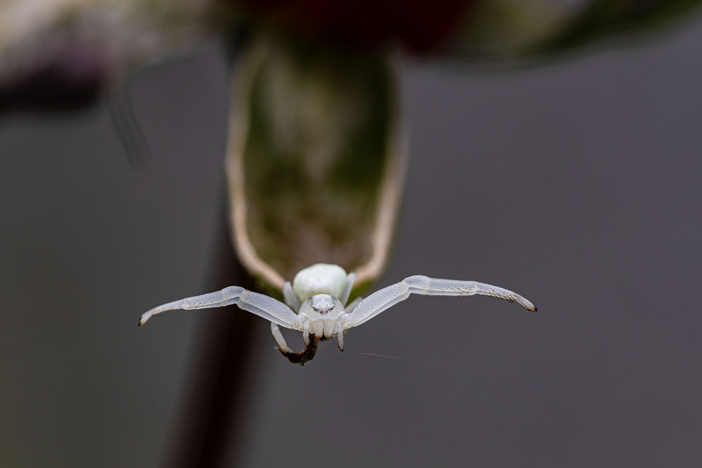 Olimpiadi Invernali.. salto dal trampolino..