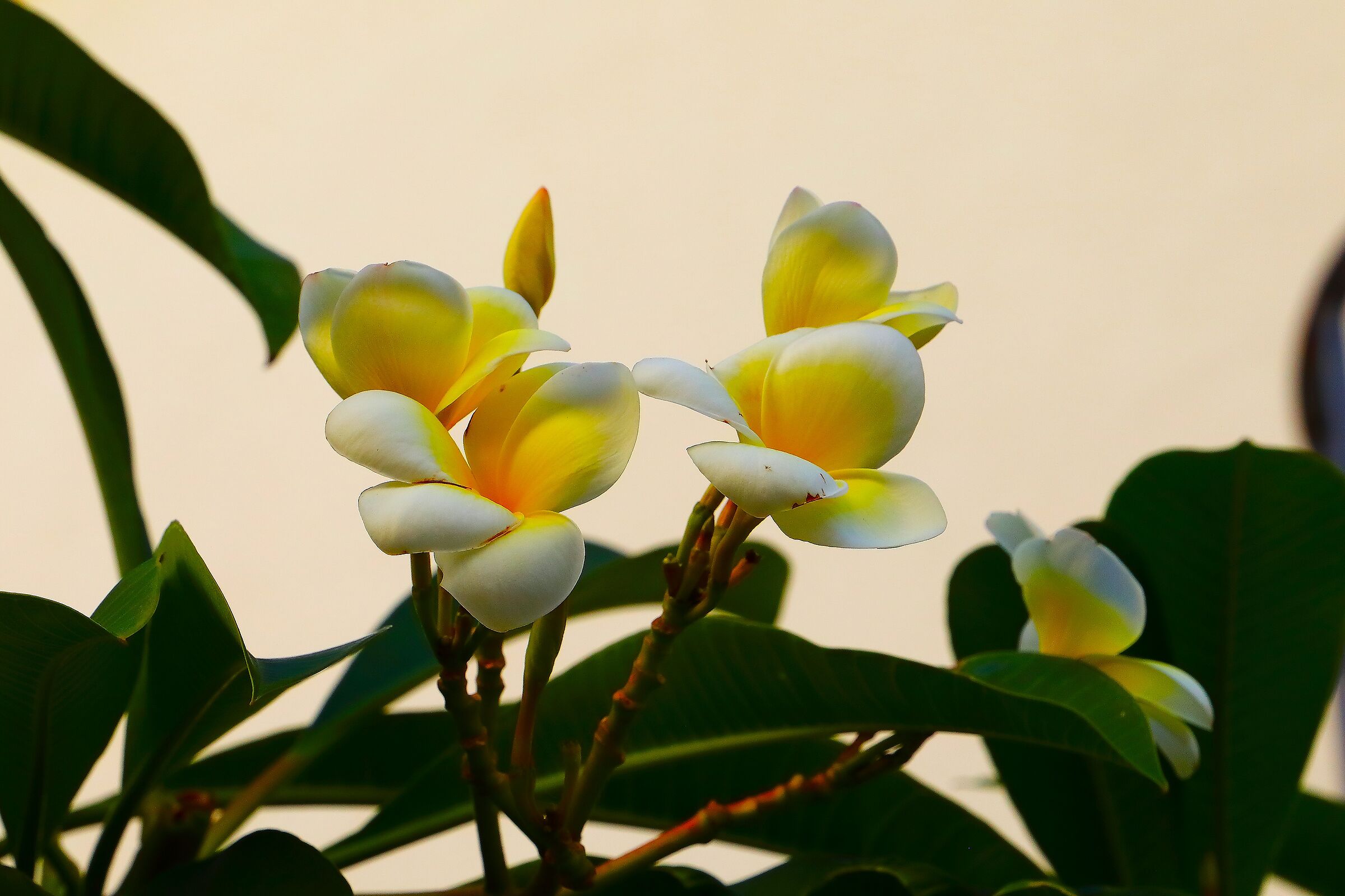 Plumeria 07 October 2025 - 0414