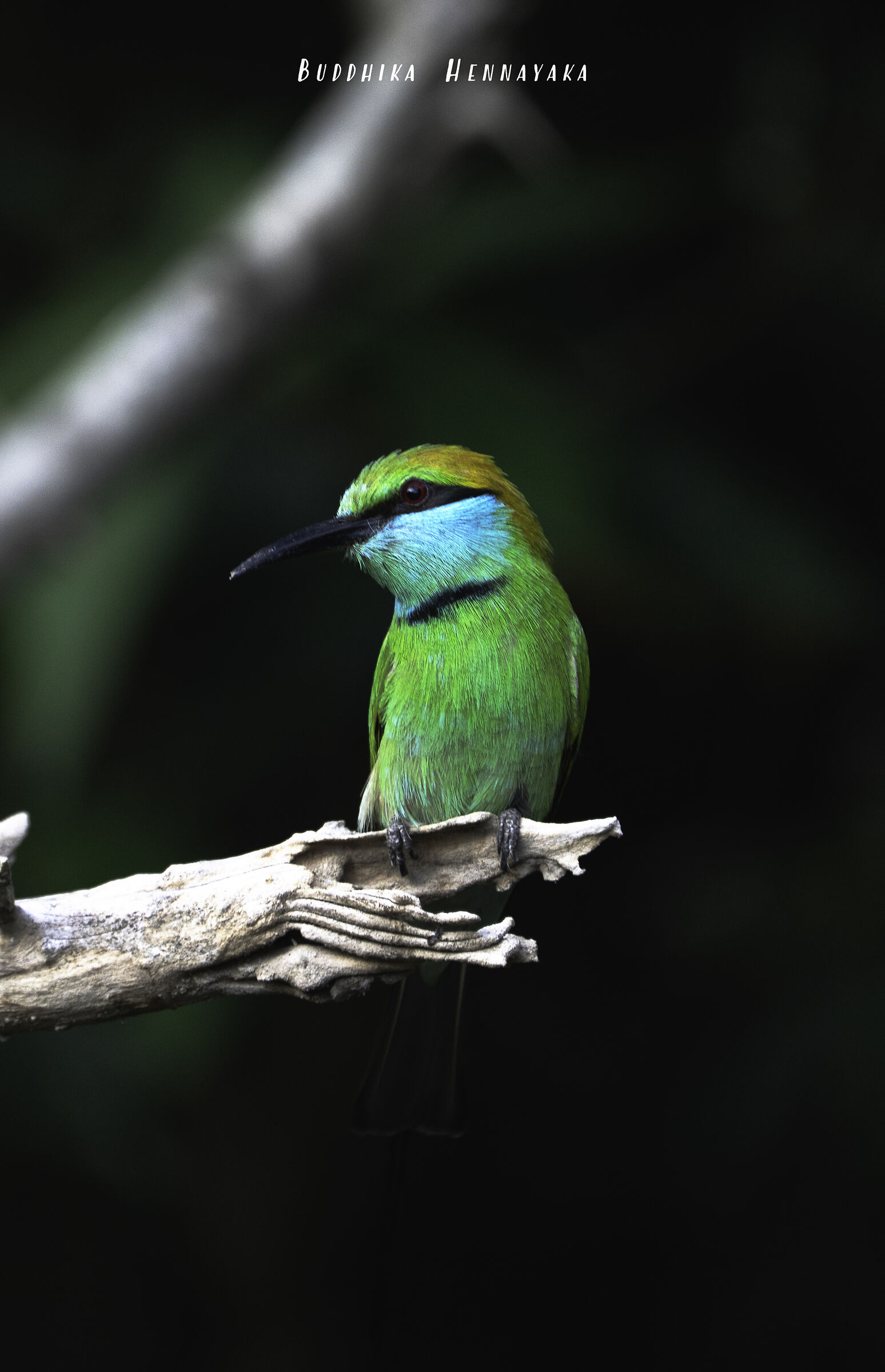 Yala Sri Lanka