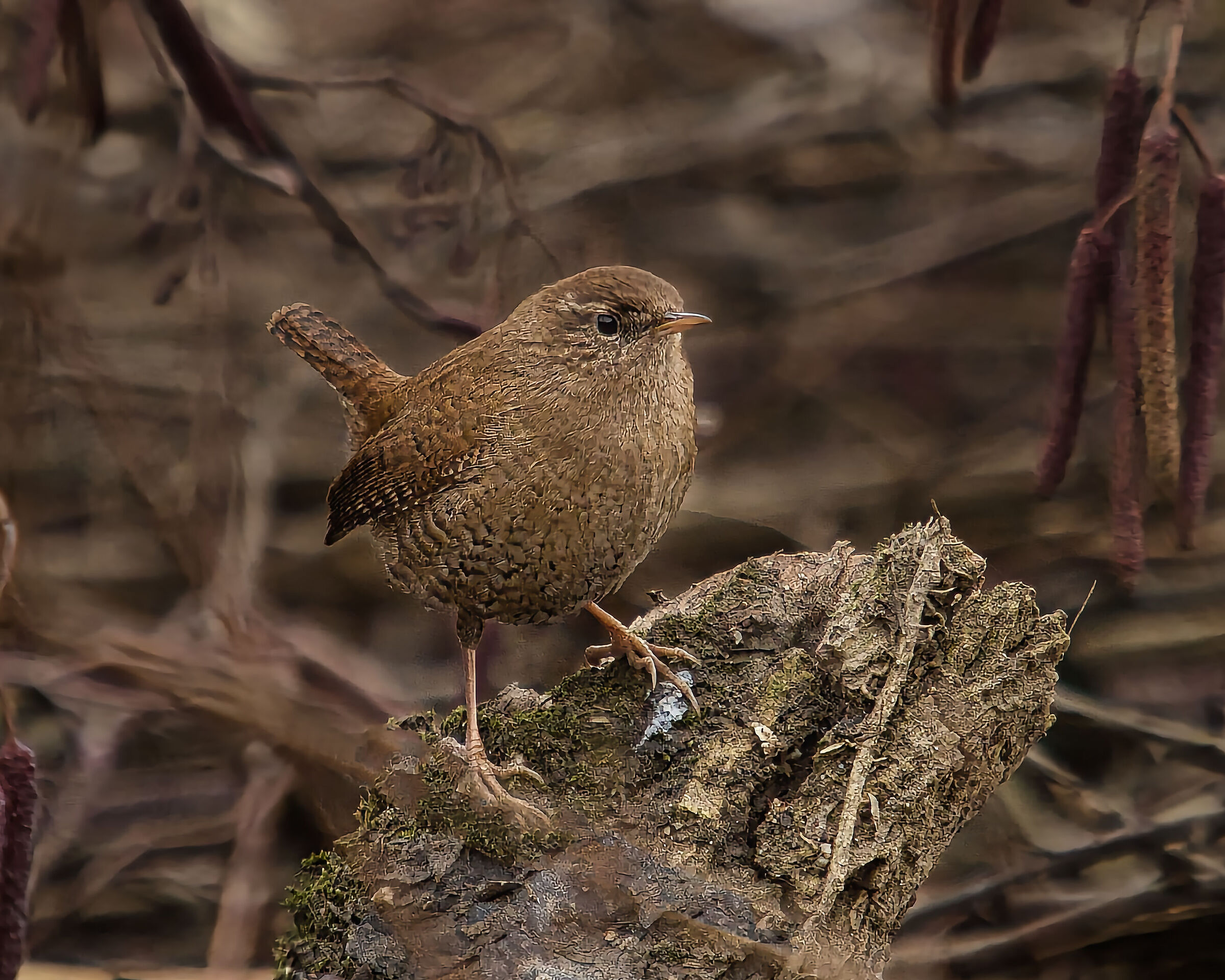 Wren
