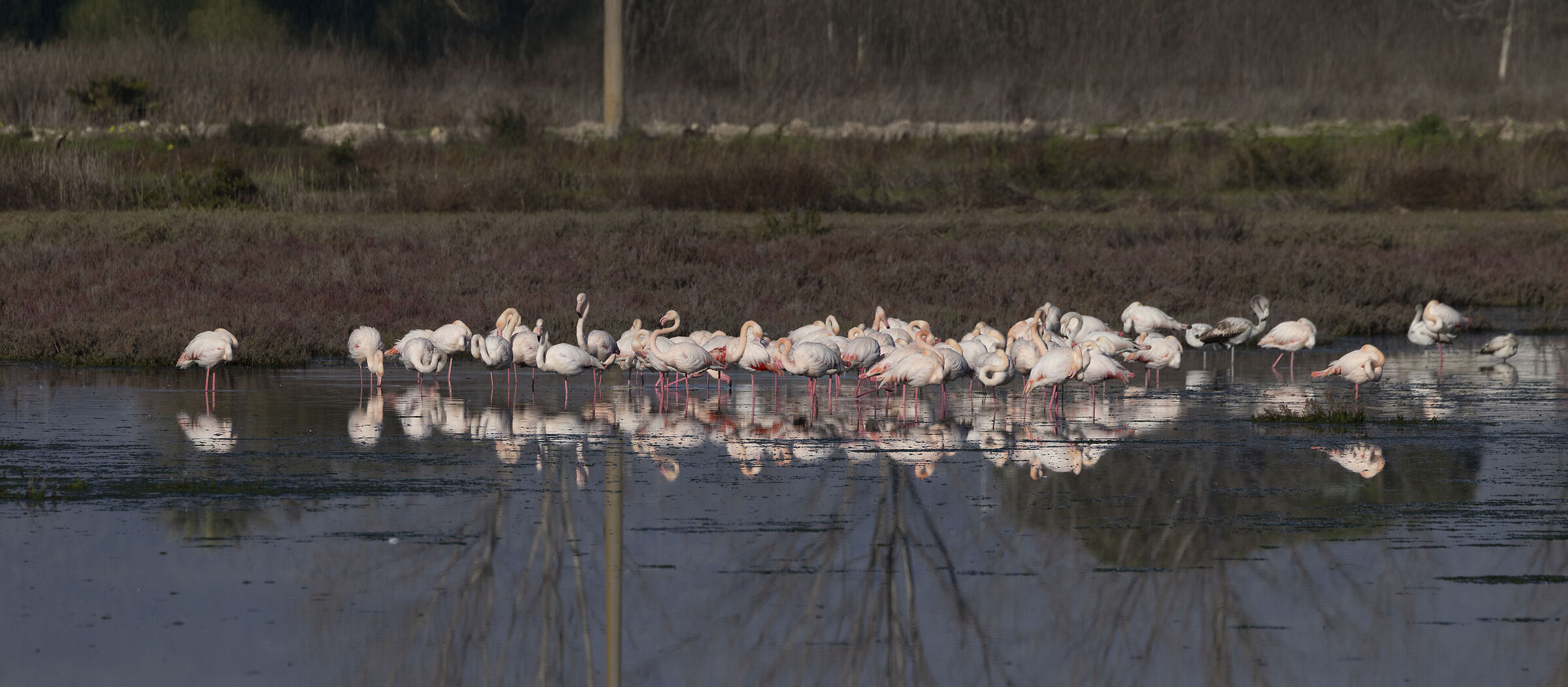 a flock of flamingos