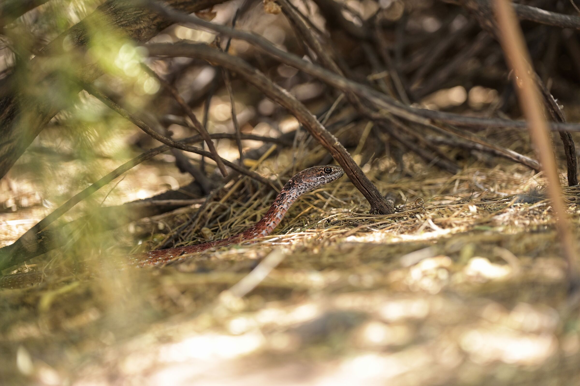 Coachwhip Snake