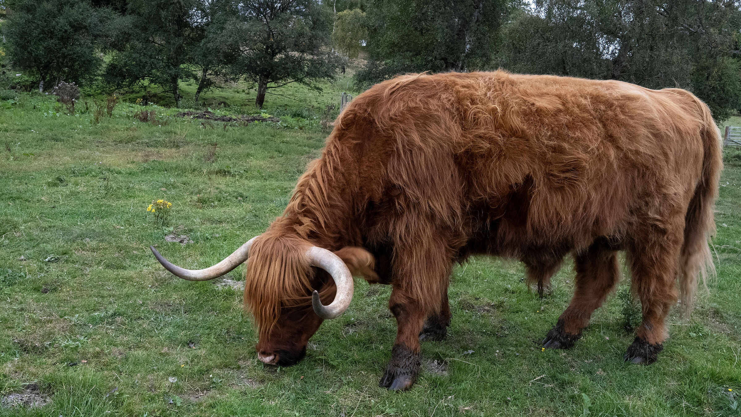 Scotland 8
