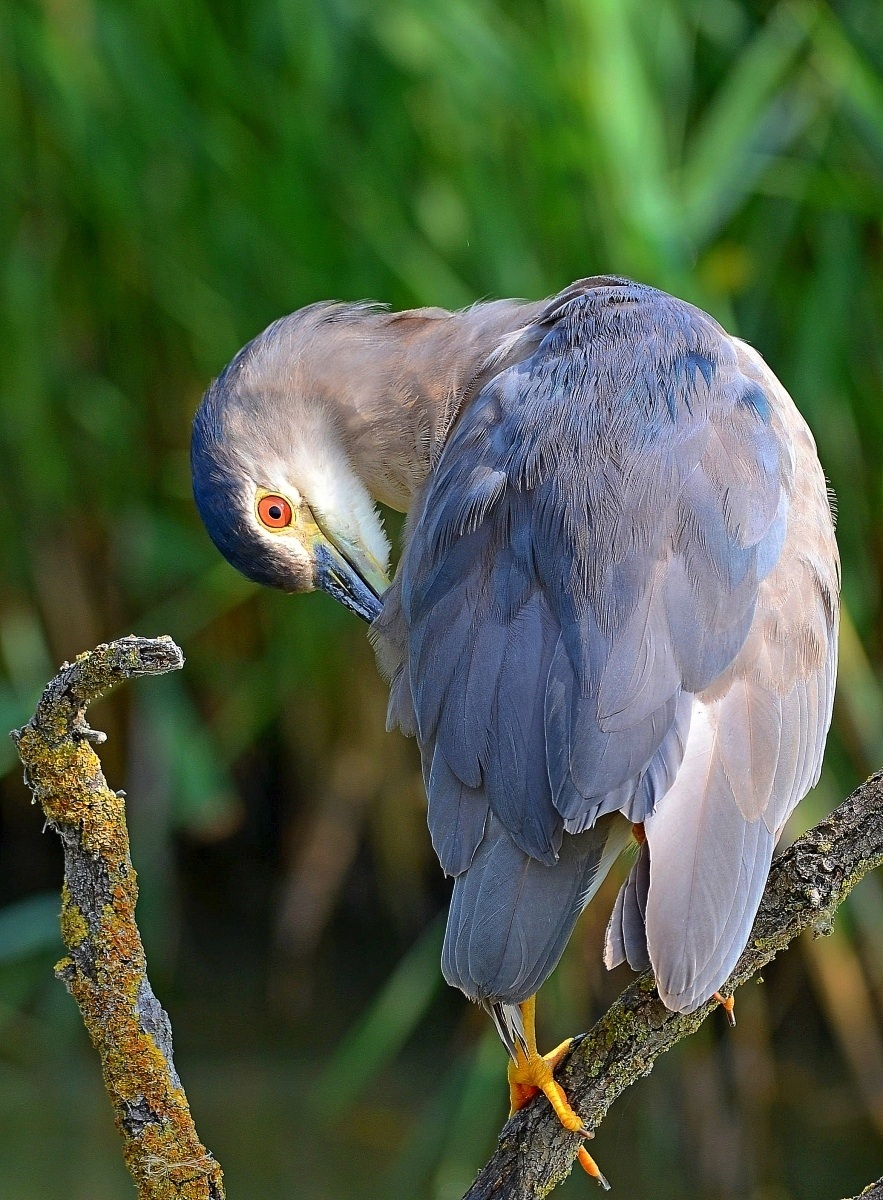 Notticora corretta due