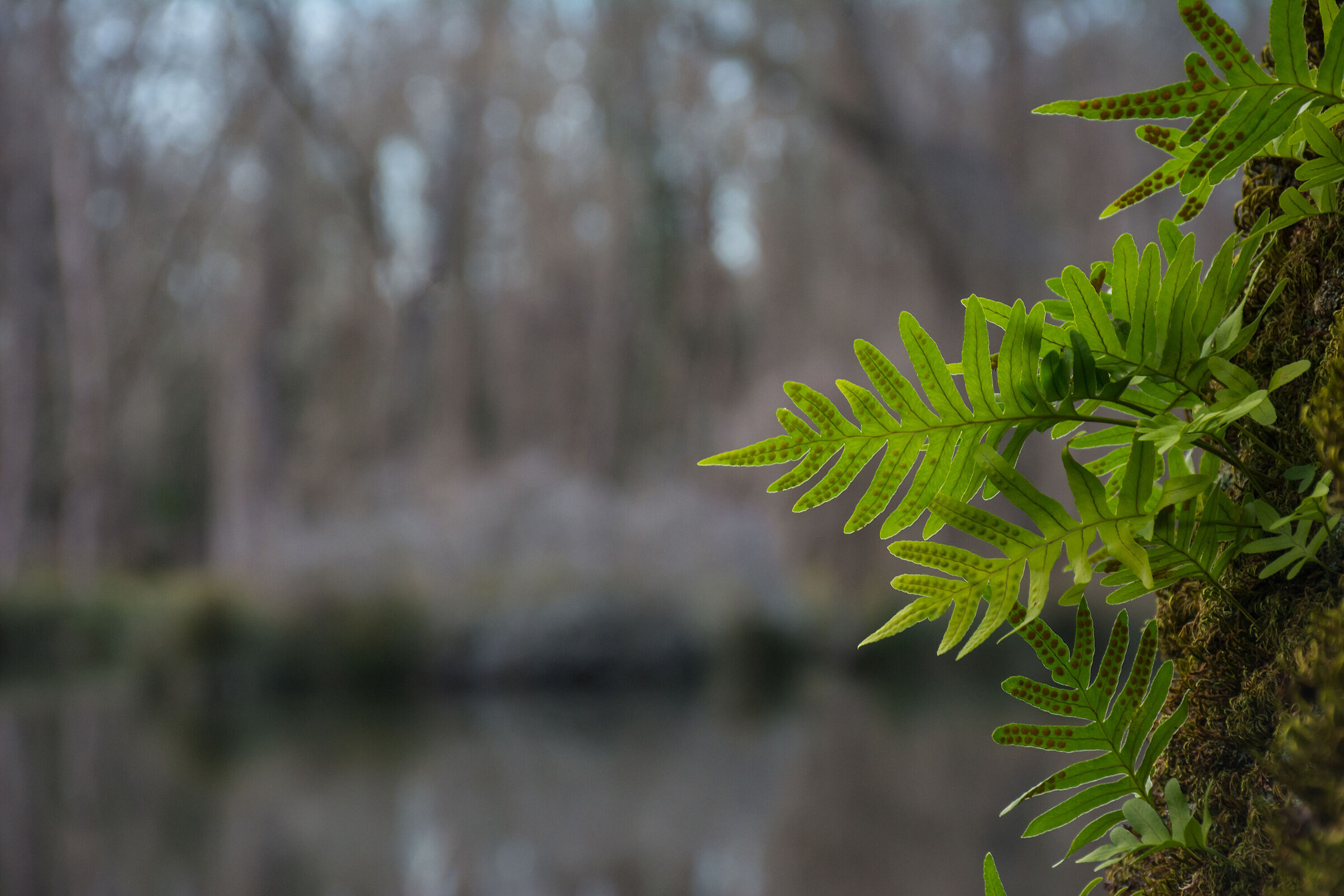 The polypodium