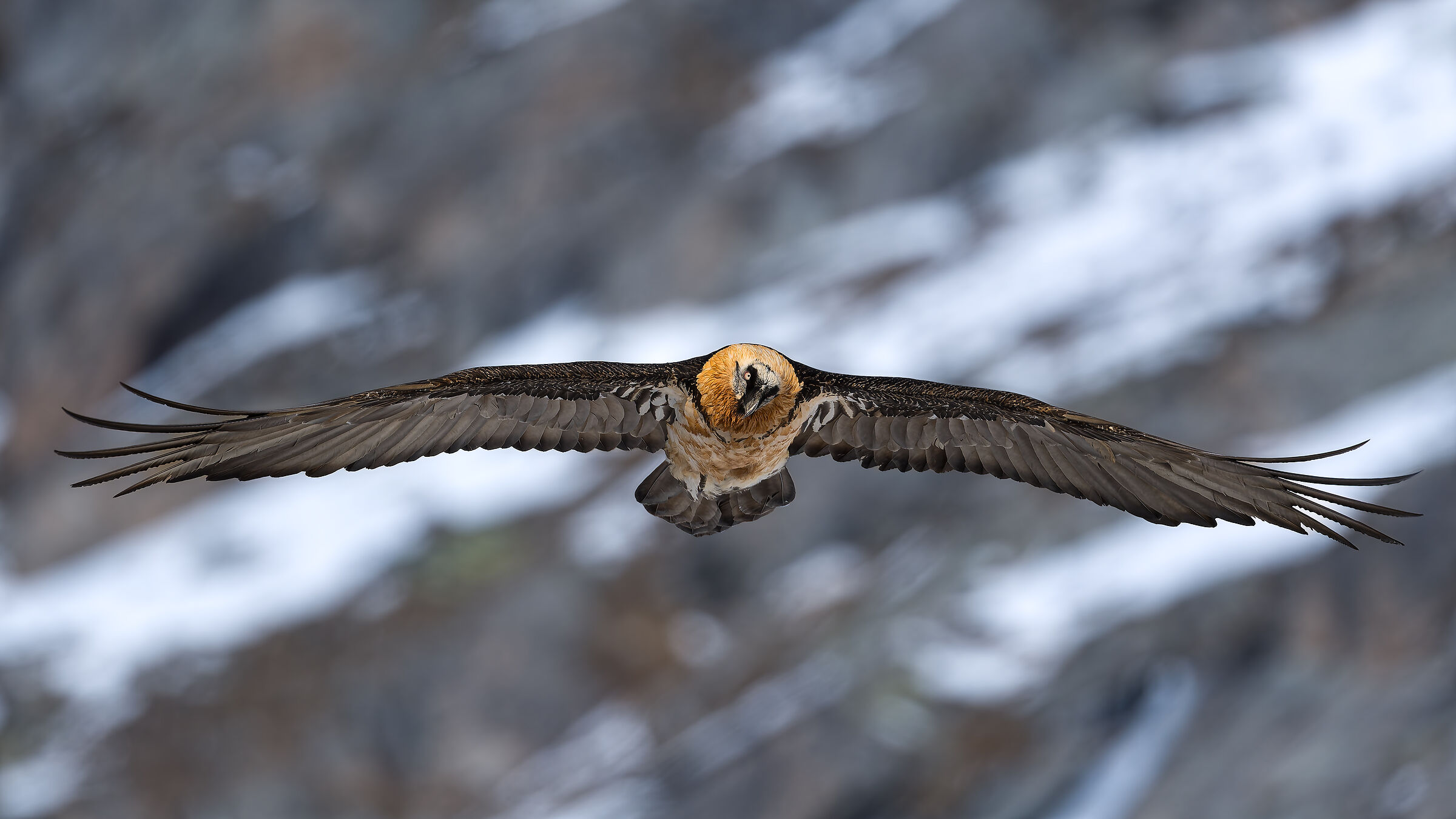 Gypaetus Barbatus - Parco Nazionale Gran Paradiso