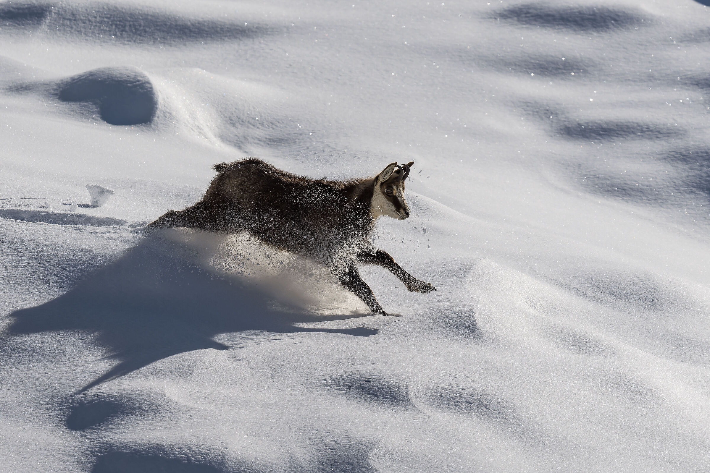 Chamois - Gran Paradiso National Park