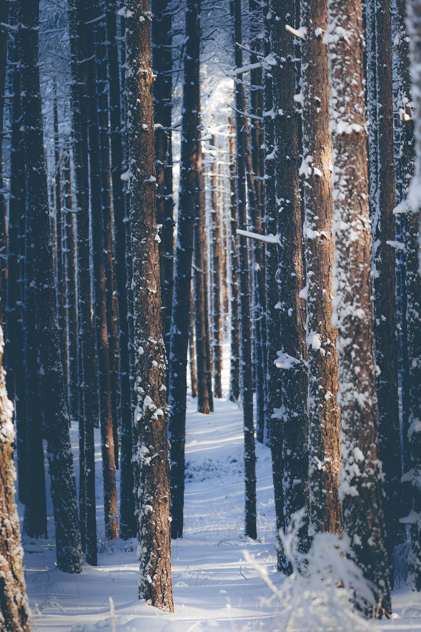 Dentro di bosco